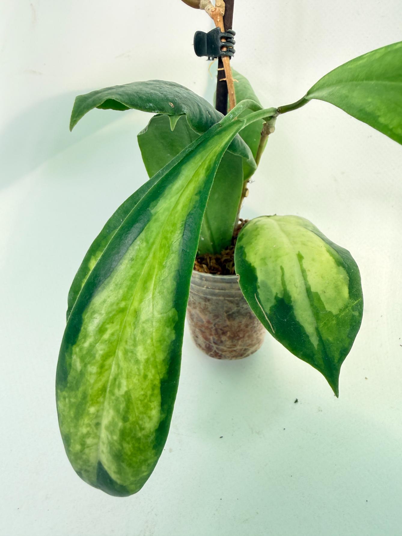 Hoya Incrassata 04