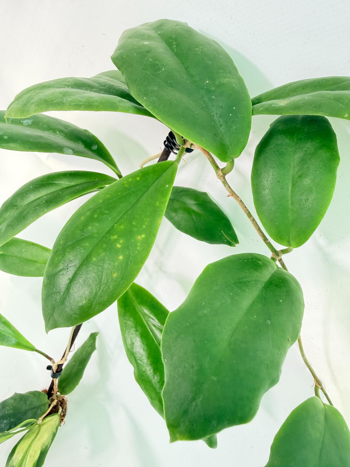 Hoya Incrassata 05