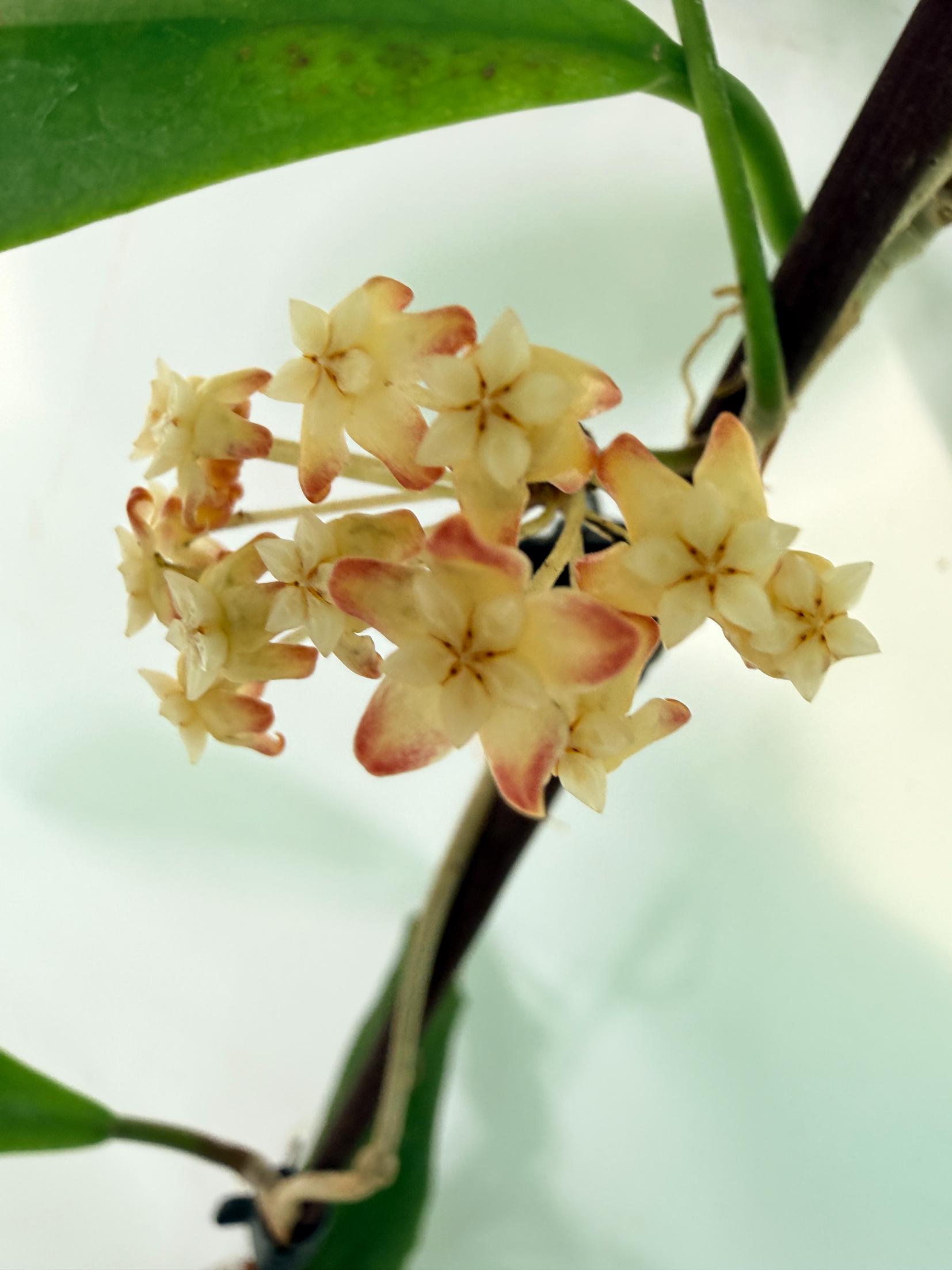 Hoya Incrassata 03
