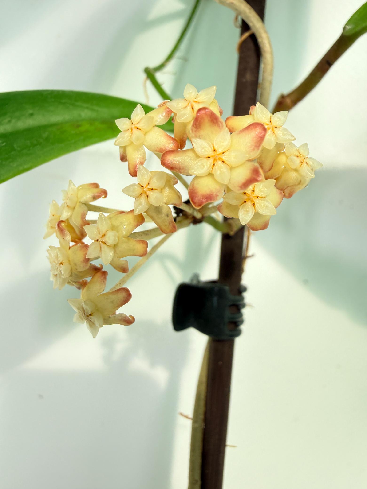 Hoya Incrassata 02