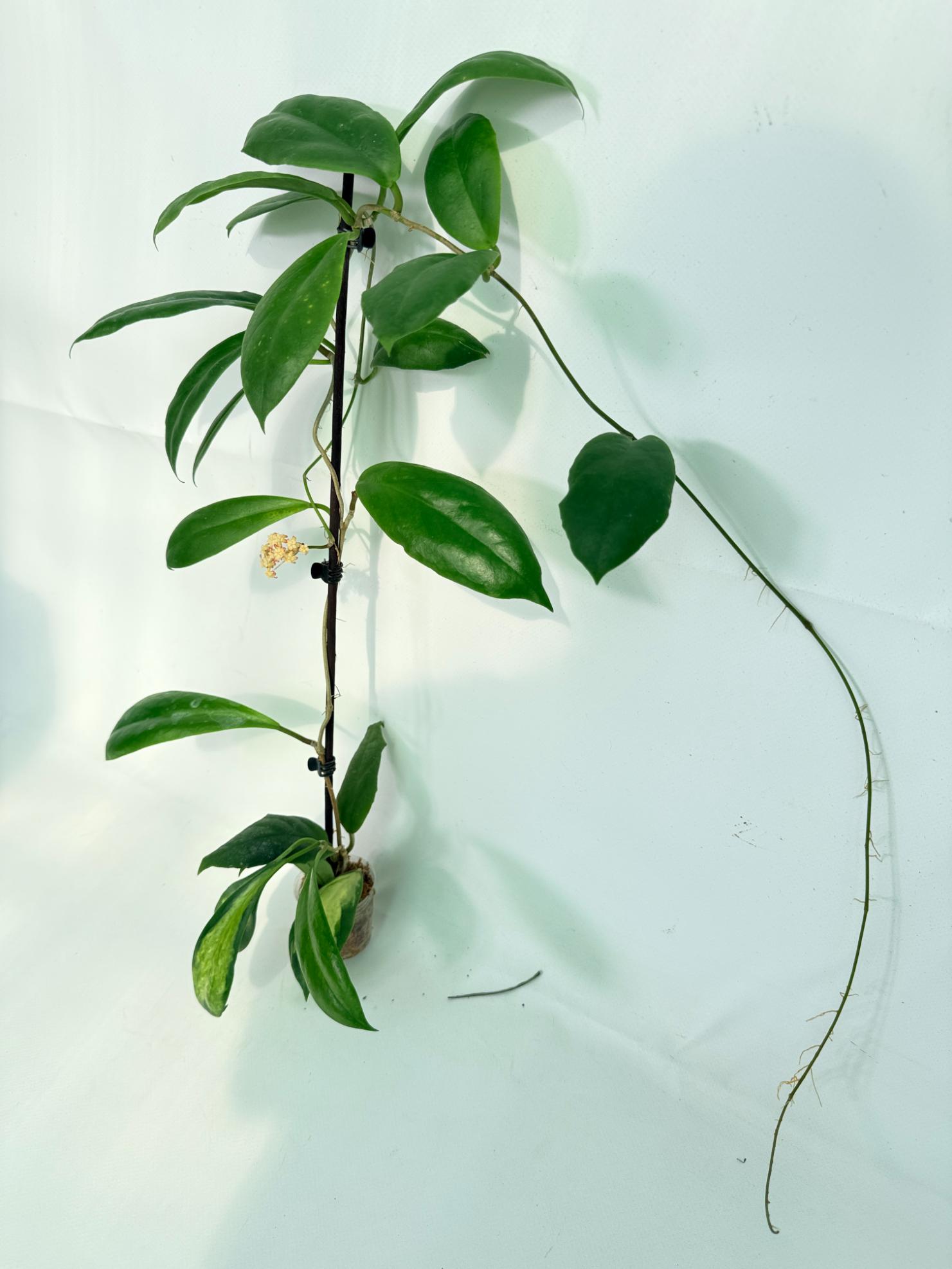 Hoya Incrassata 07