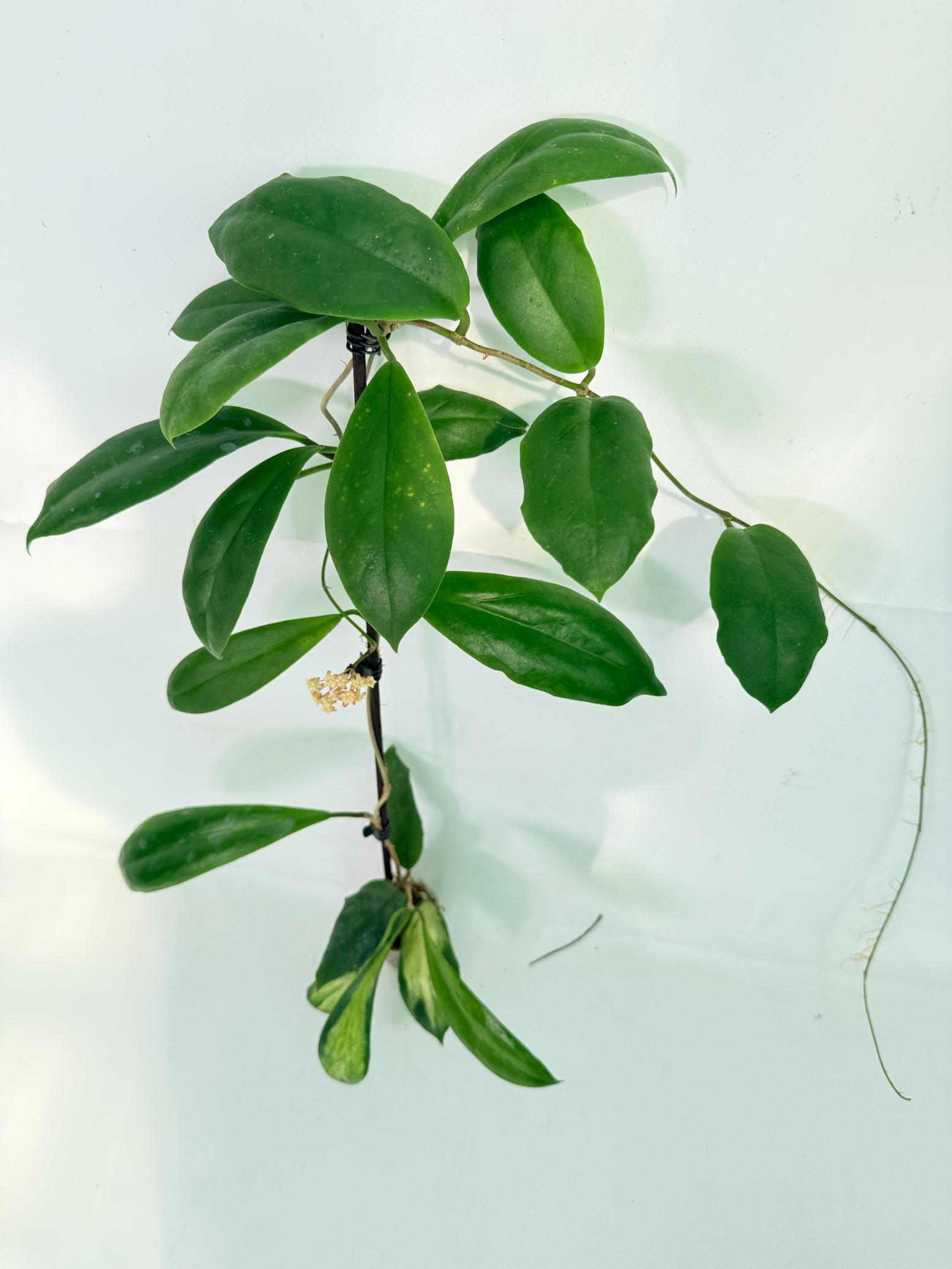 Hoya Incrassata 08