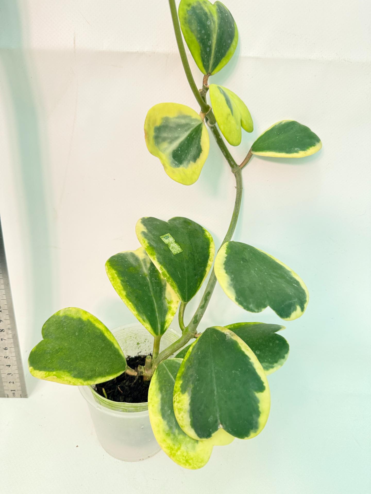Hoya kerrii variegata 2