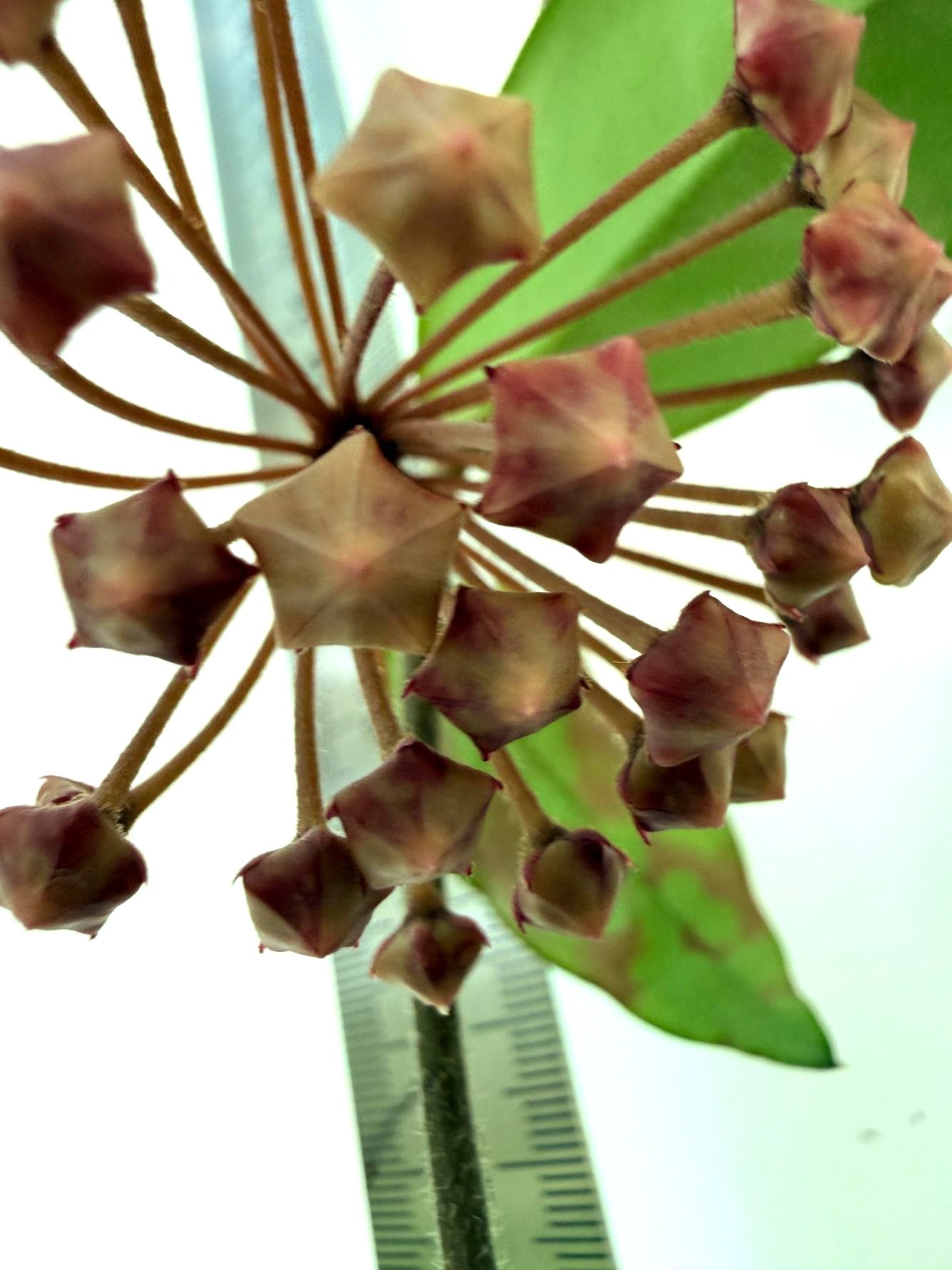 Hoya Krimson Princess XL Variegata 2