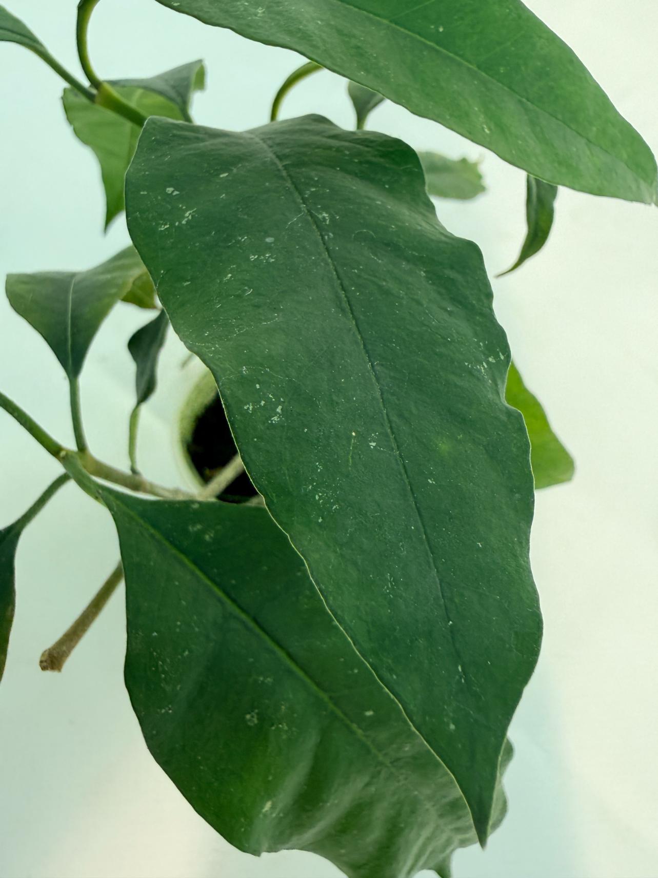 Hoya Lobii Black 2