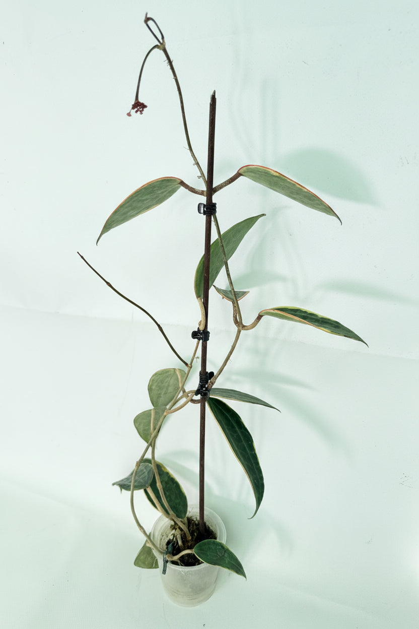 Hoya Macrophylla Variegata