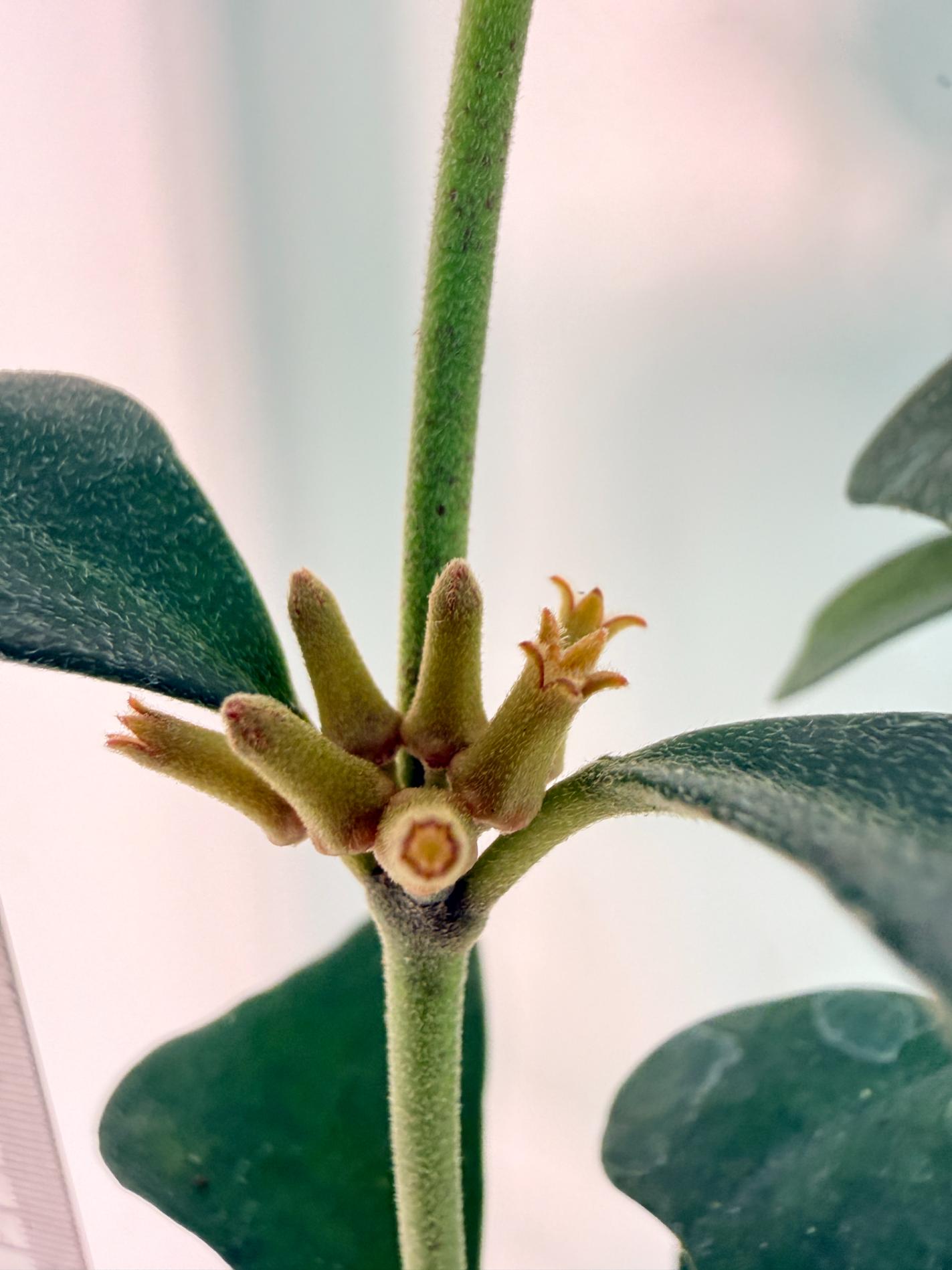 Hoya Manipurensis with flowers 2