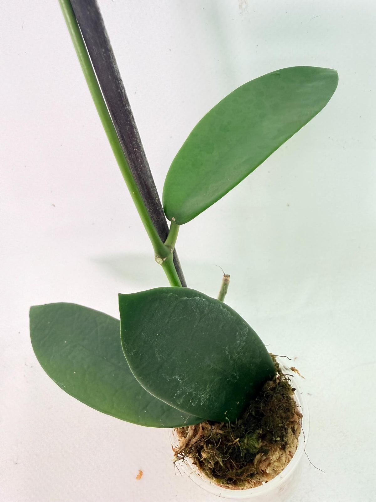 Hoya Meliflua