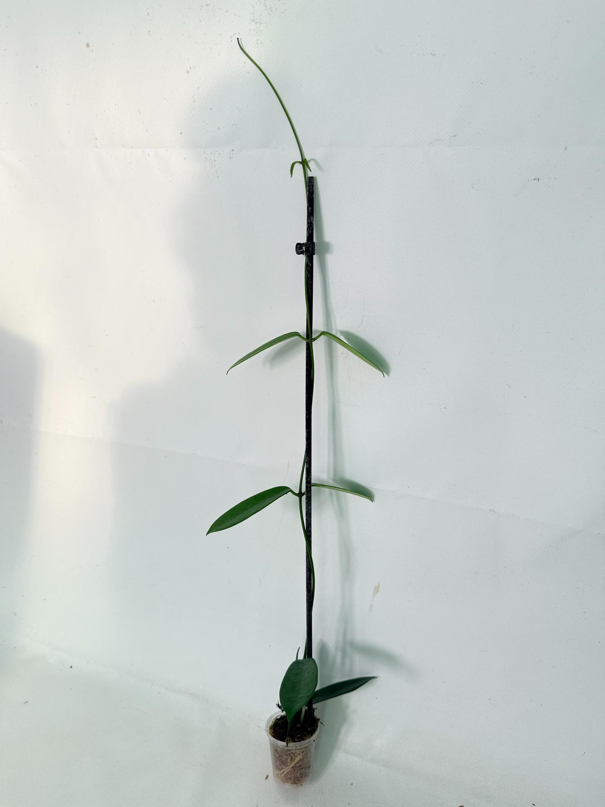 Hoya Meliflua