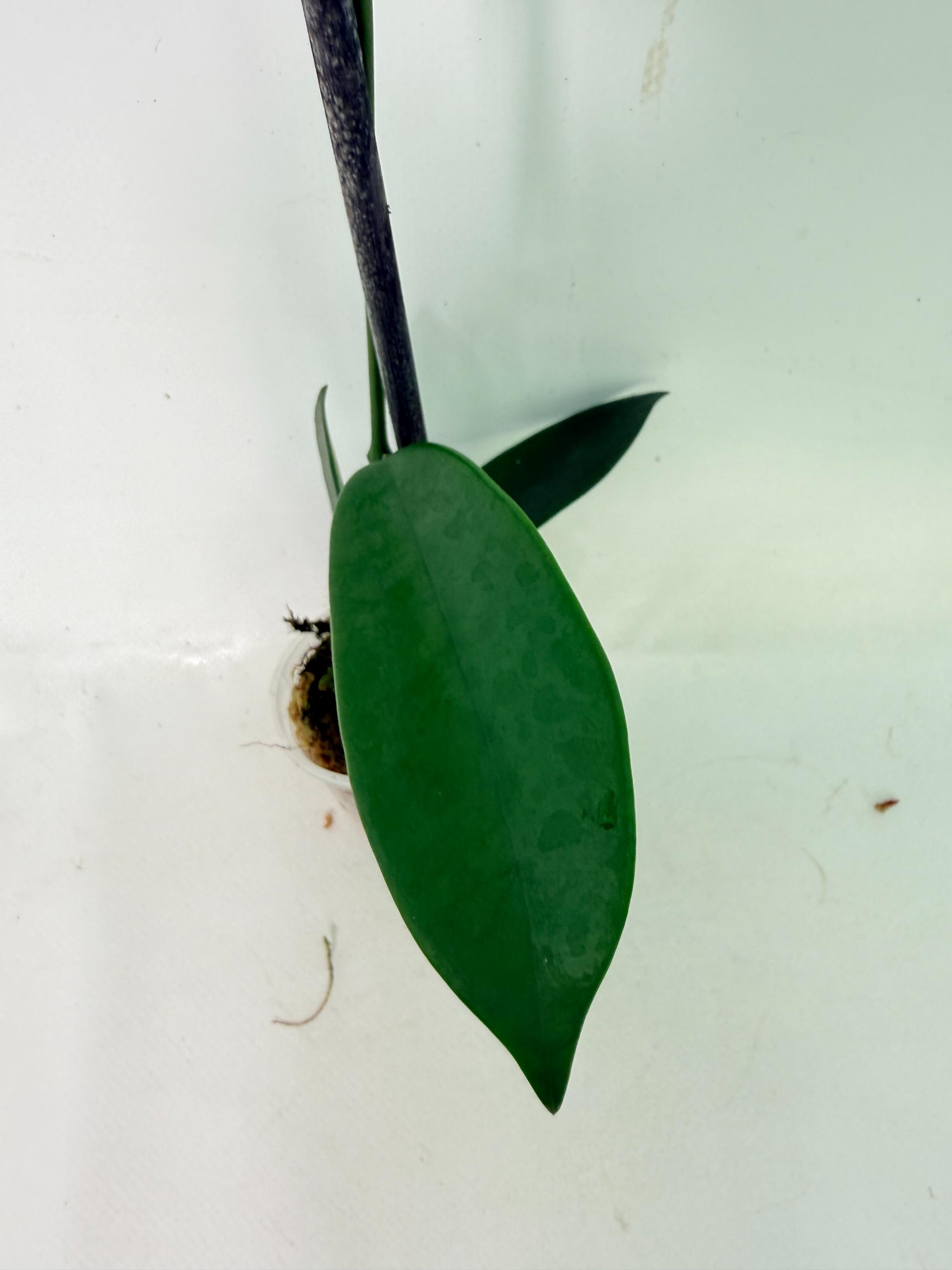 Hoya Meliflua