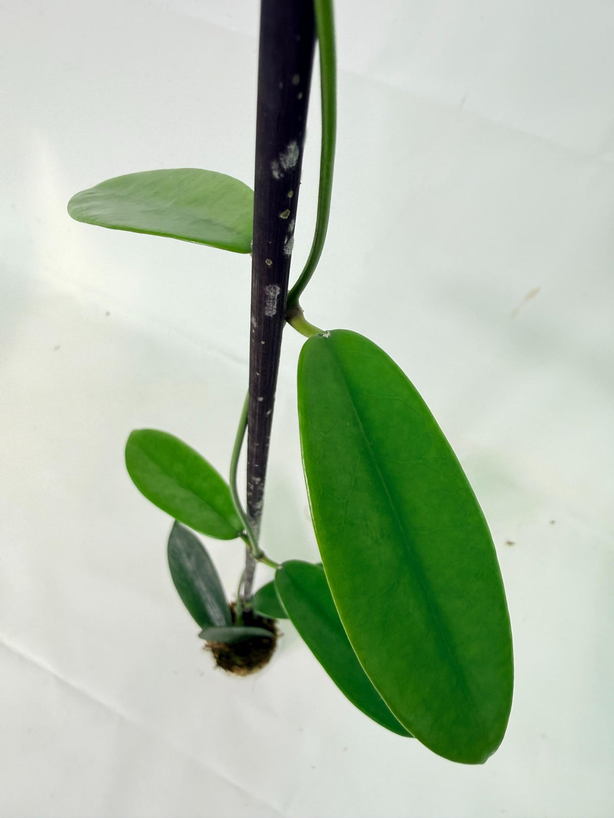 Hoya Meliflua