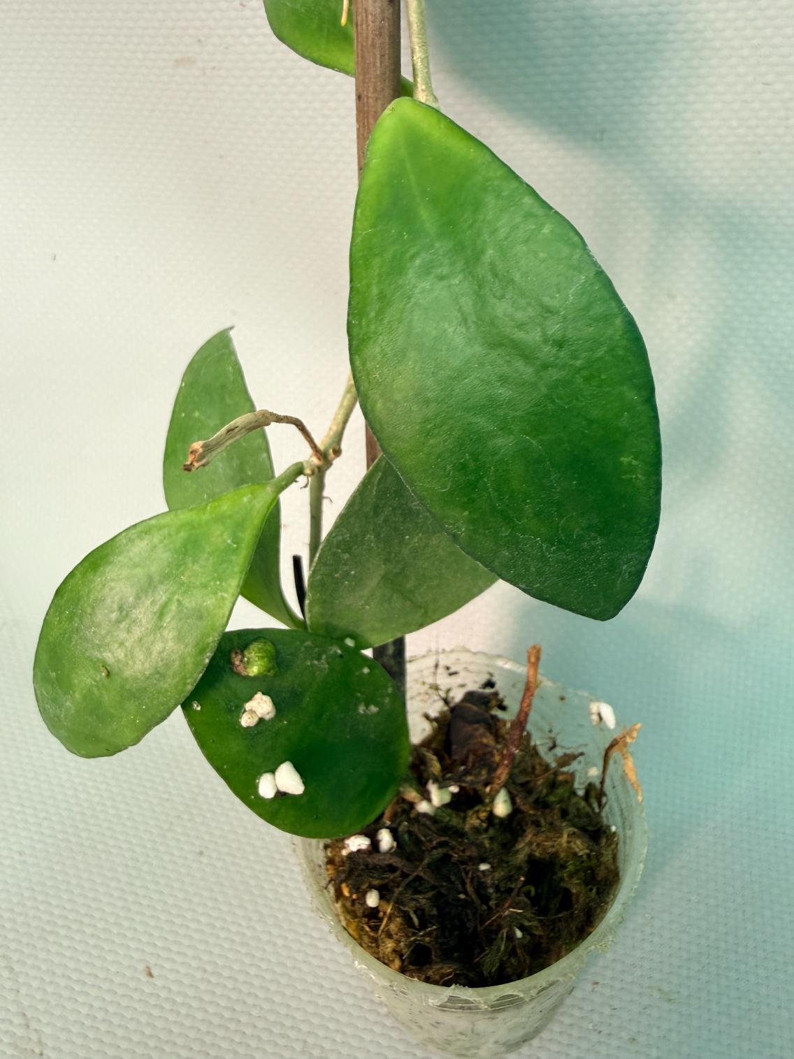Hoya Myrmecopa big Leaves with flowers