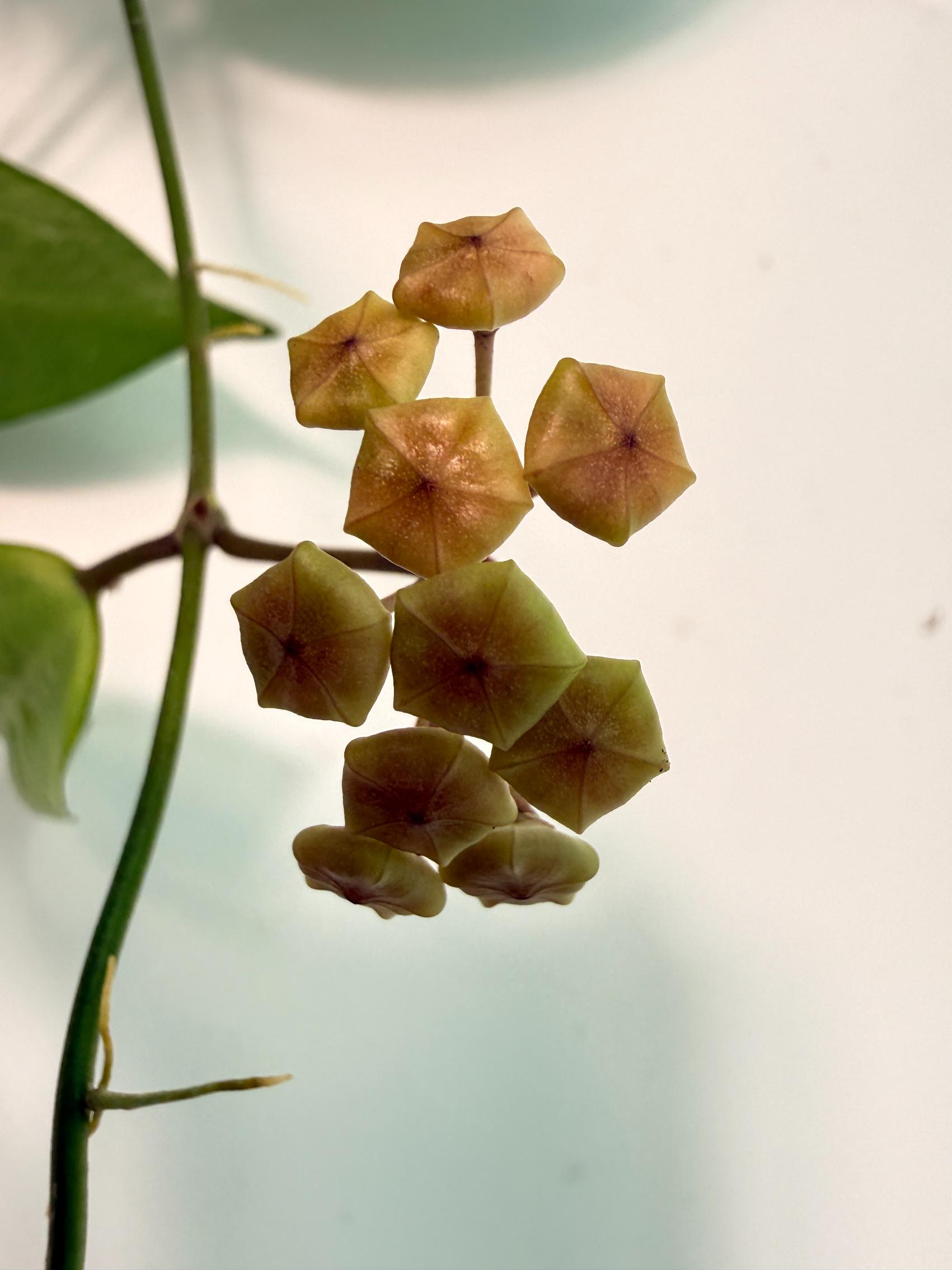 Hoya Neo-ebudica with FLOWERS 2