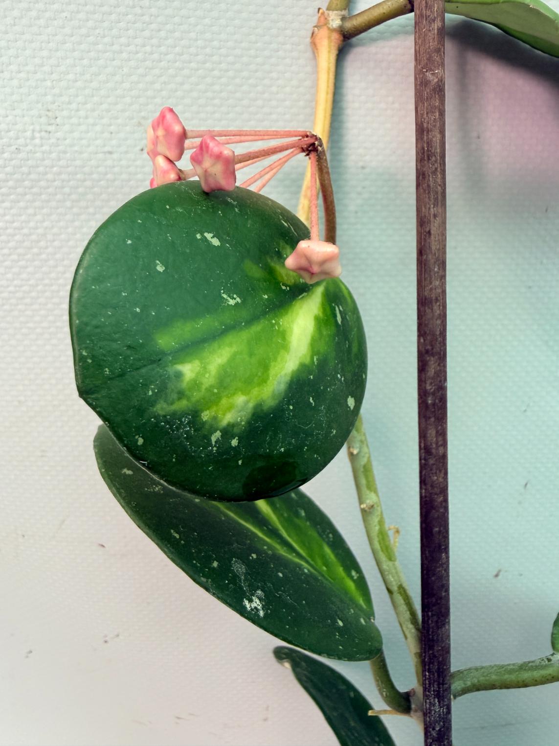 Hoya Obovata variegata 02