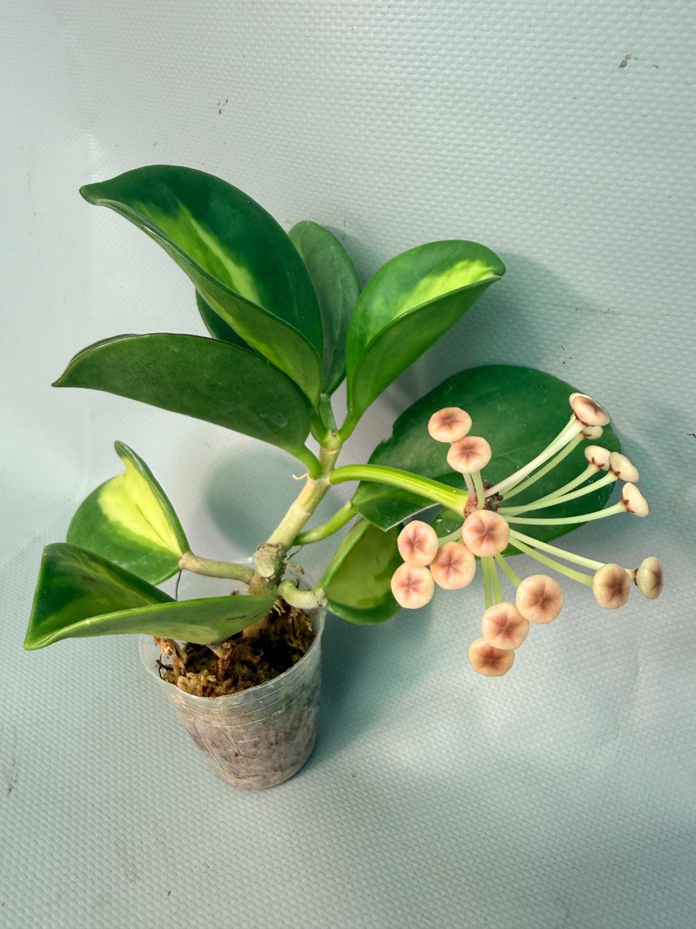 Hoya Pachyclada inner variegation | Welovetropicalplants