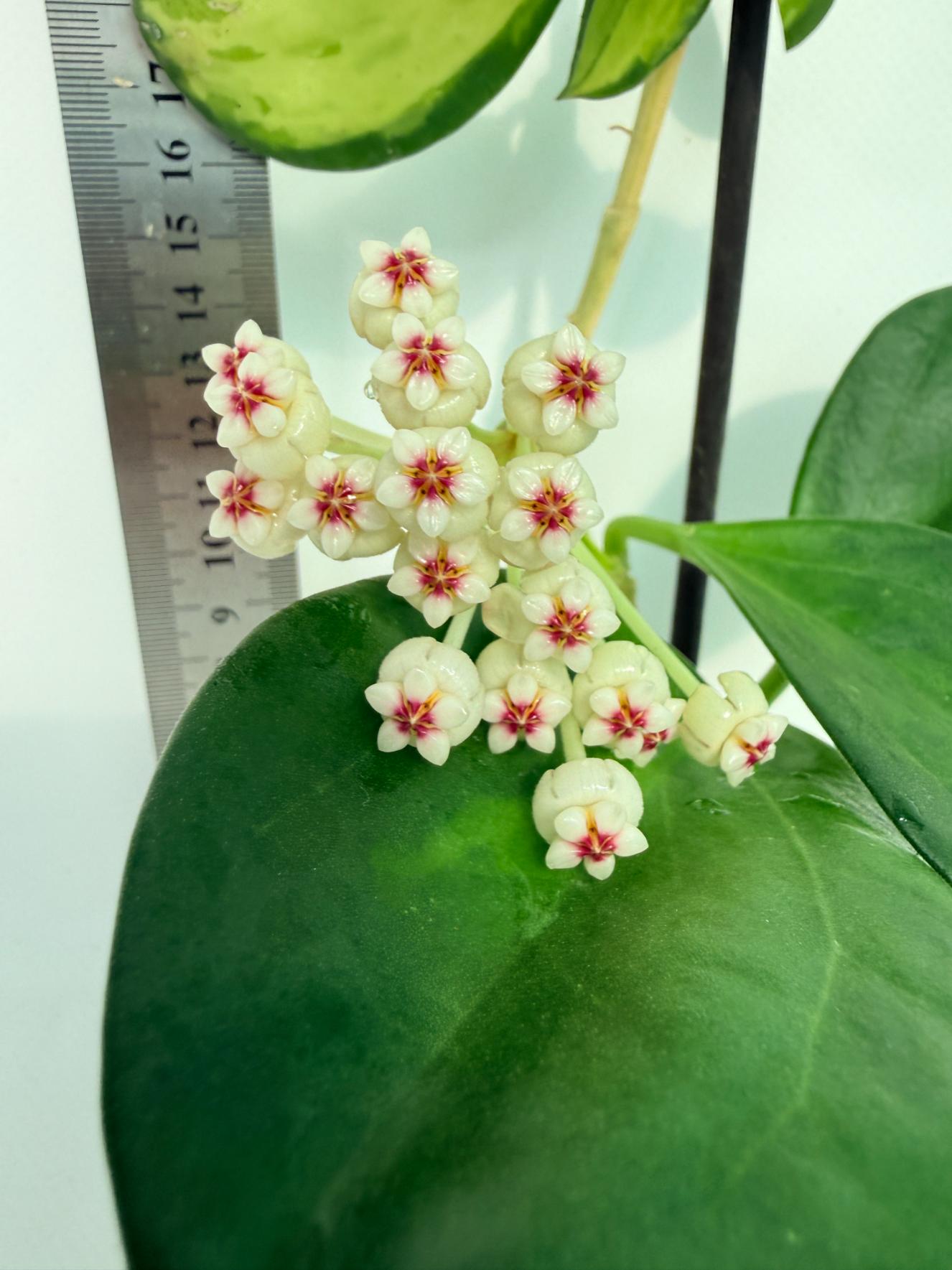 Hoya Pachyclada inner variegation 2