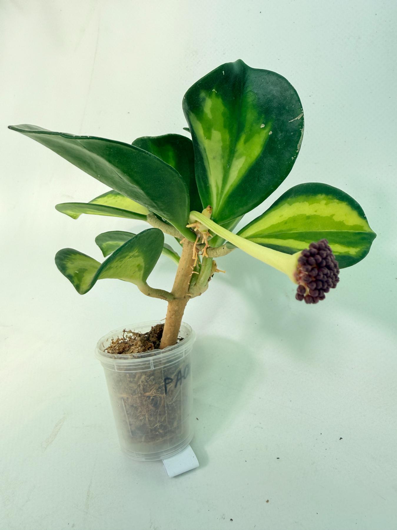 Hoya Pachyclada inner variegation WITH FLOWERS 02