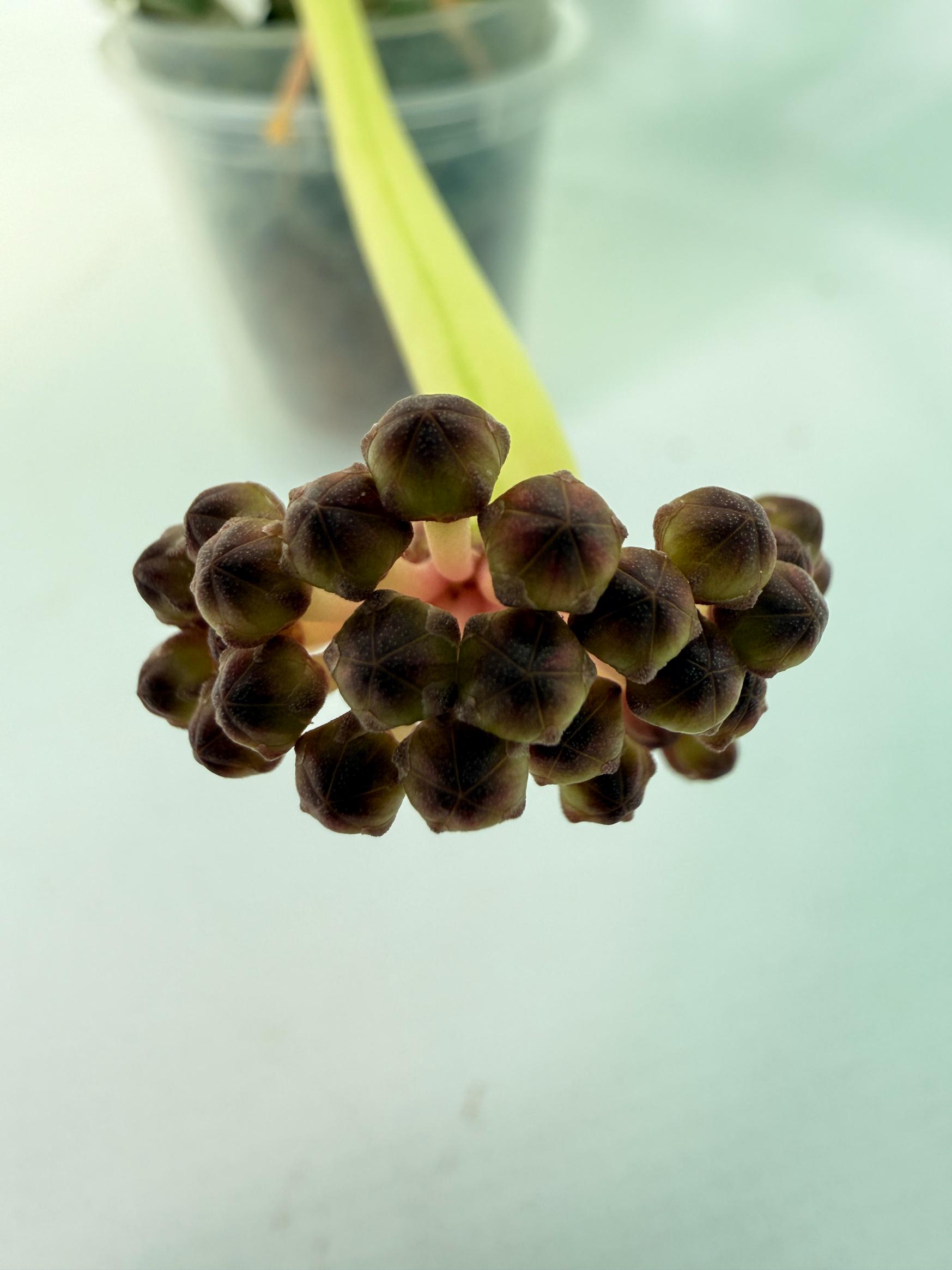 Hoya Pachyclada panachée intérieure AVEC FLEURS