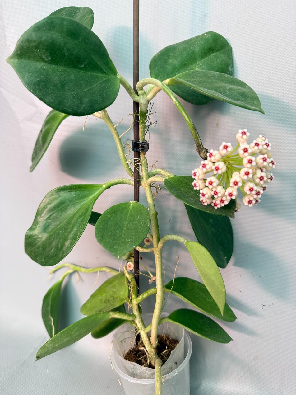 Hoya Pachyclada with flowers 02
