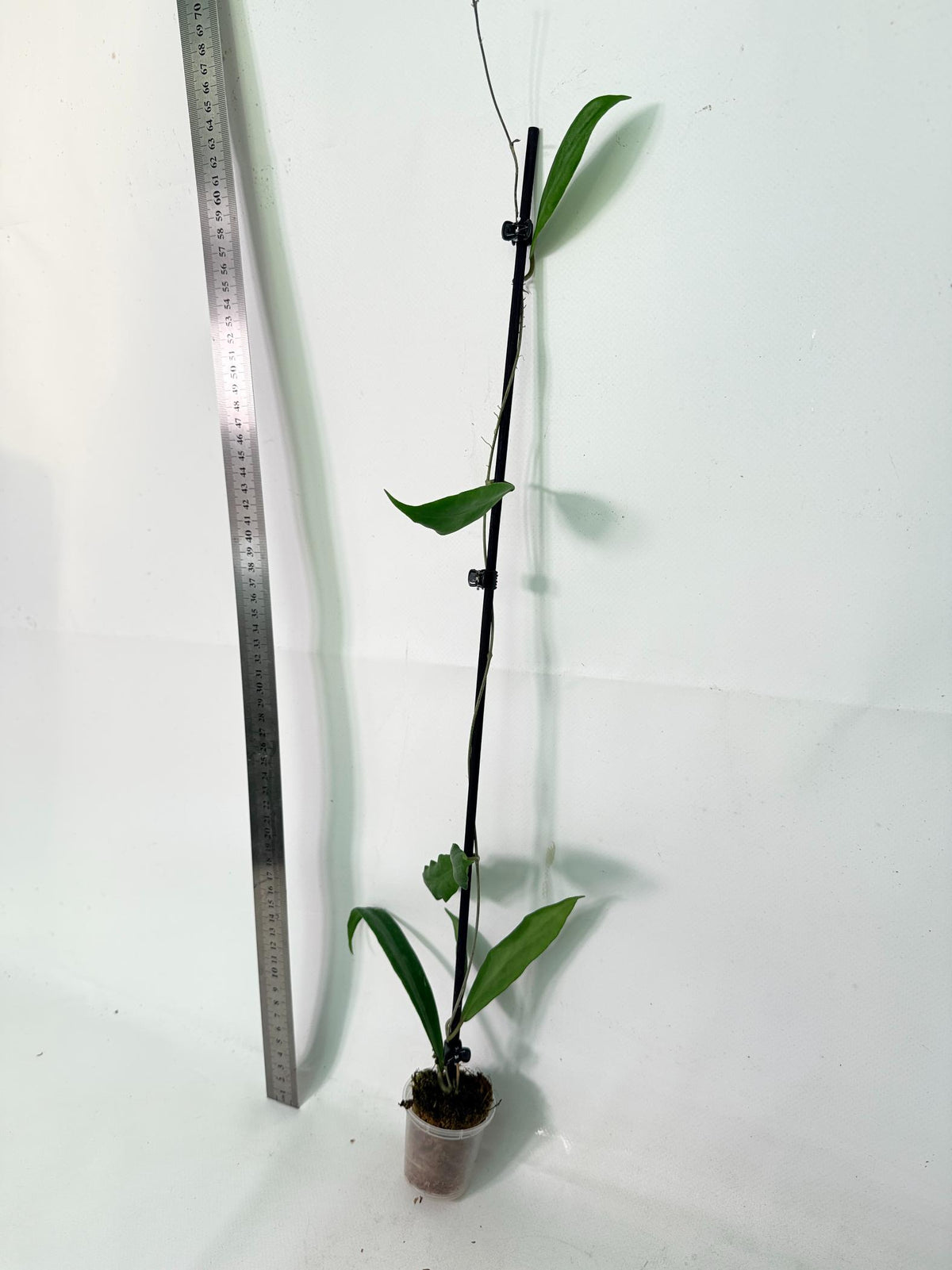 Hoya sp. UT 248 3