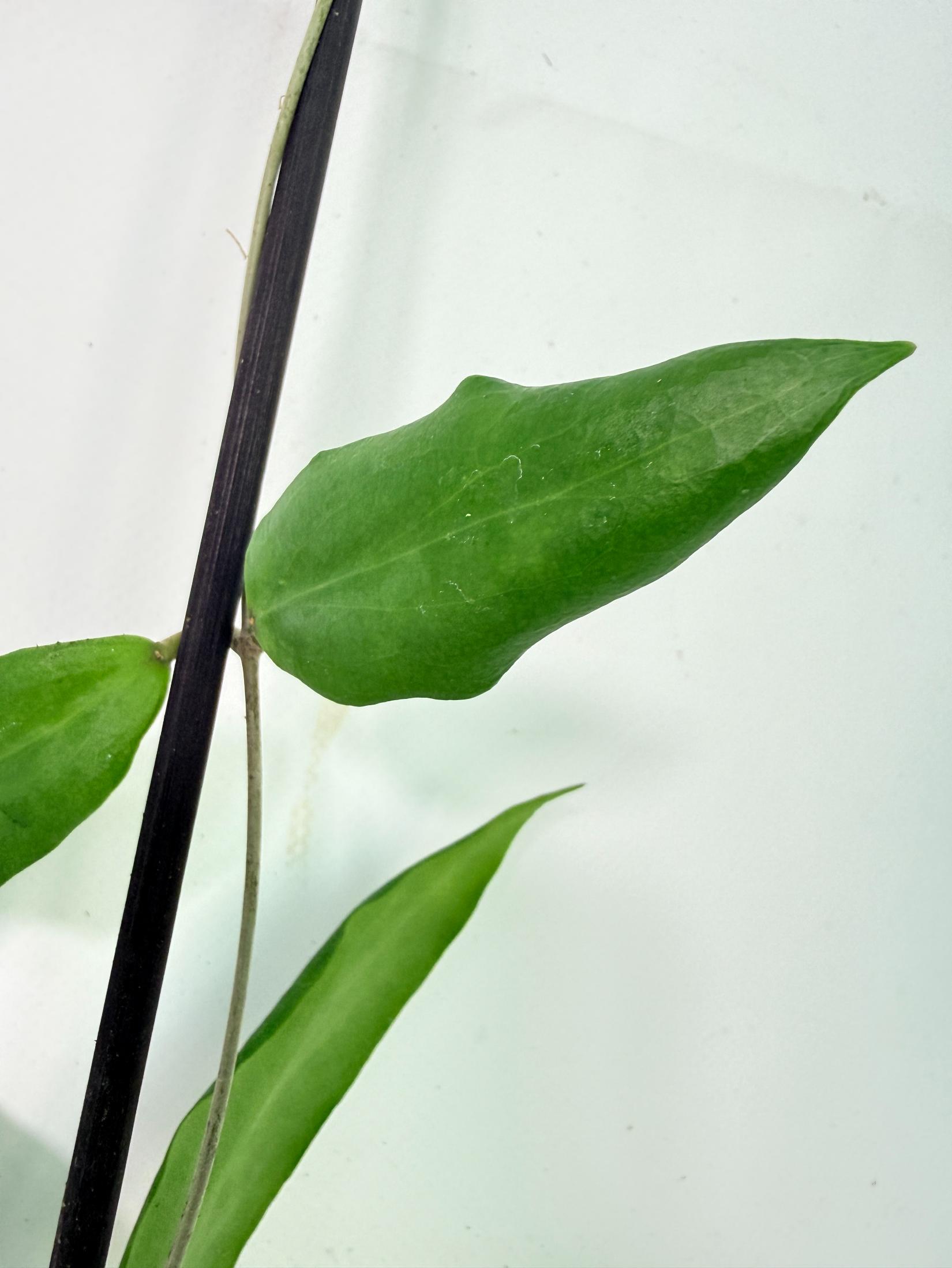 Hoya sp. UT 248 5