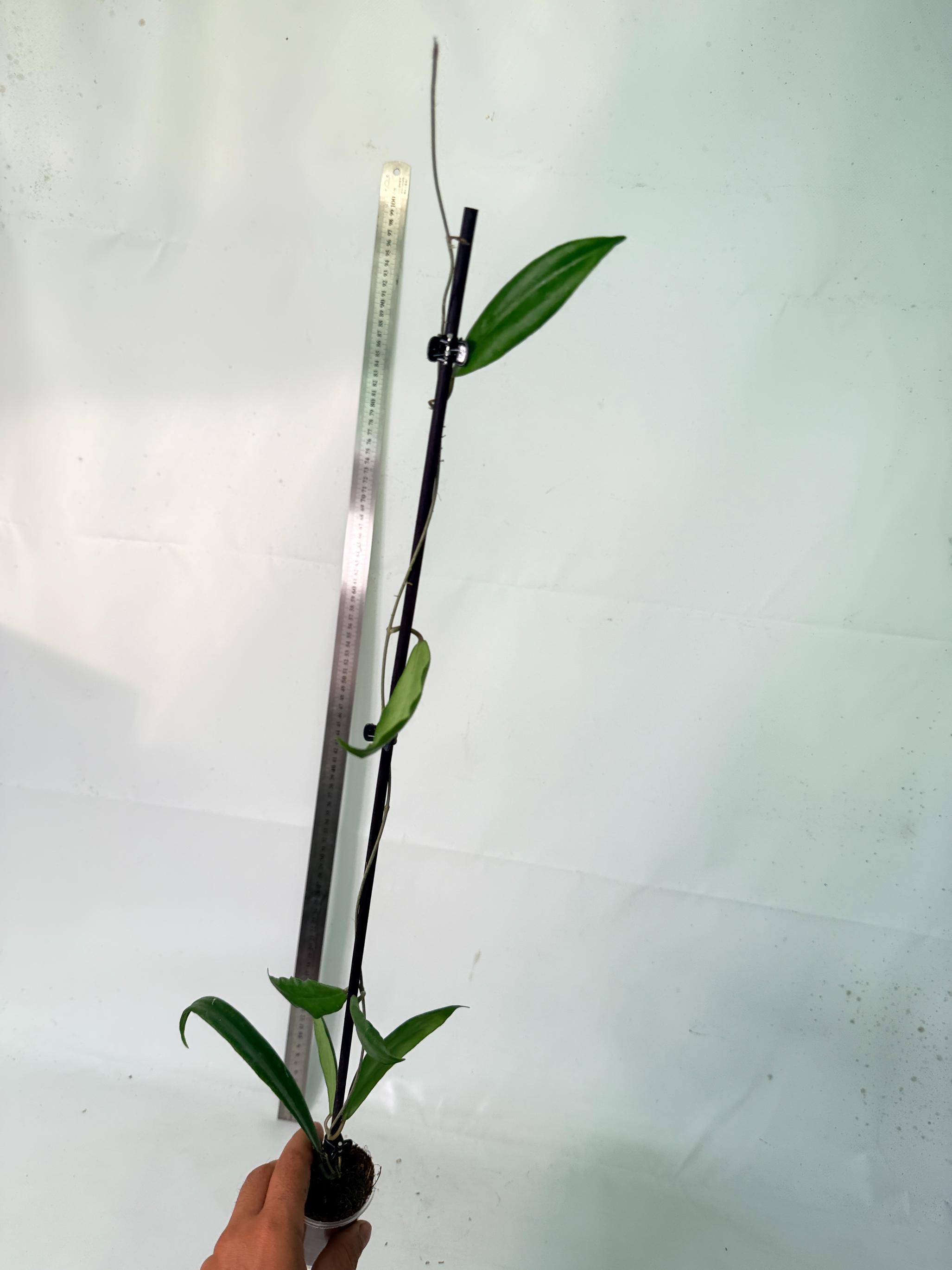 Hoya sp. UT 248 7