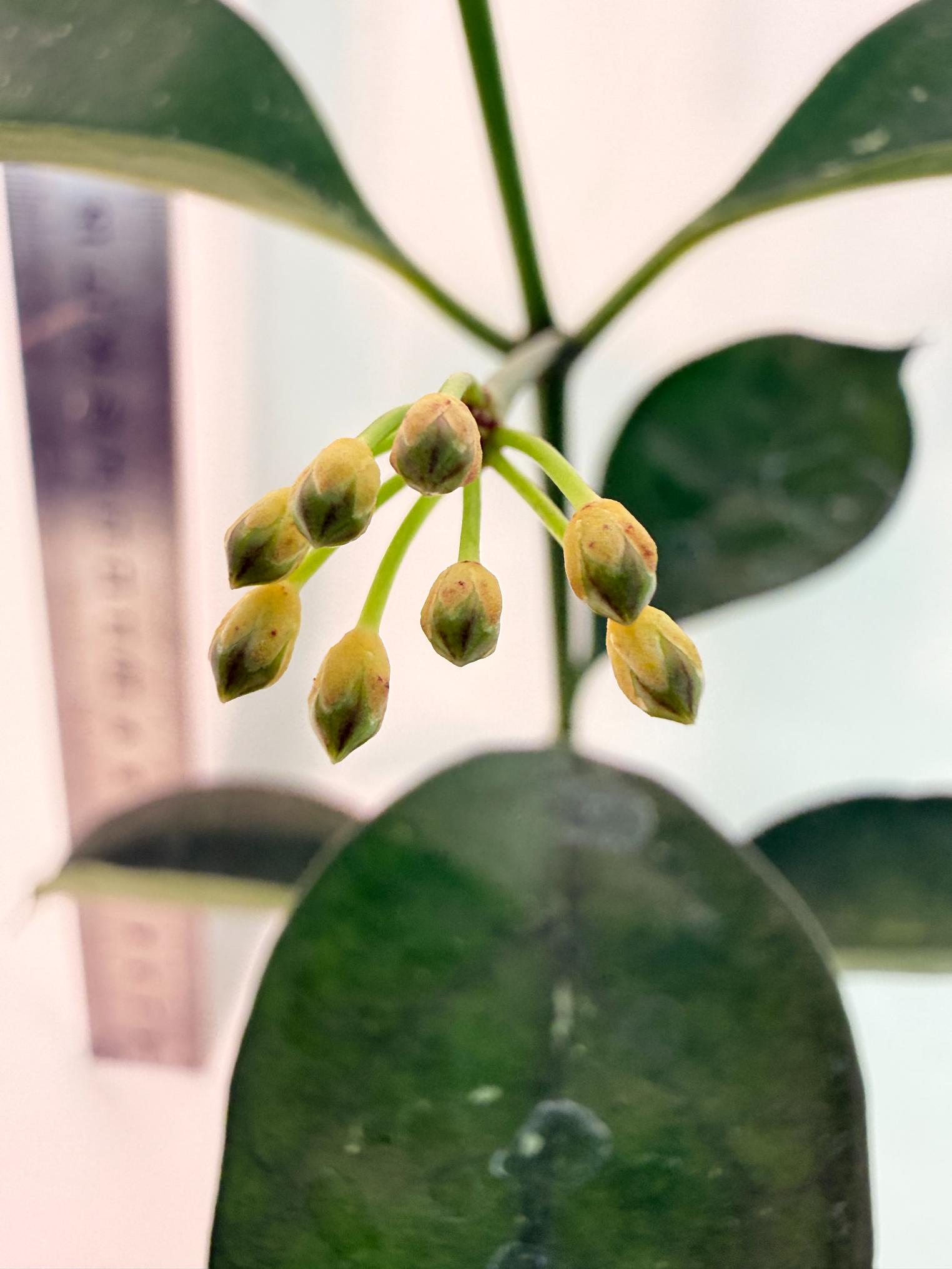 Hoya Solokensis with FLOWERS 2