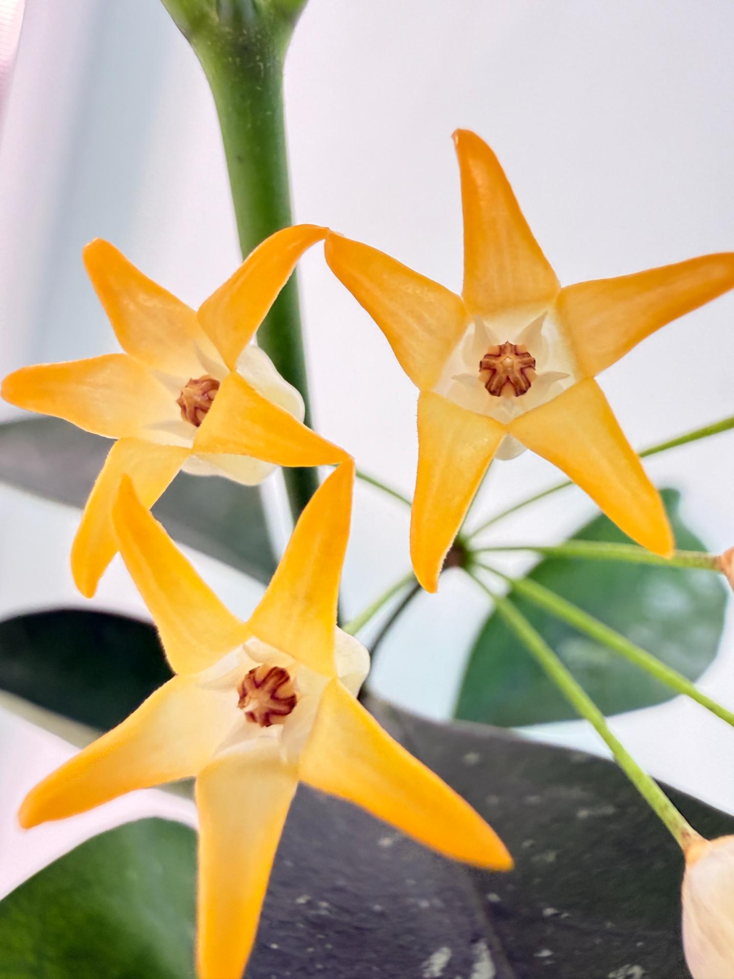 Hoya Solokensis with FLOWERS 2