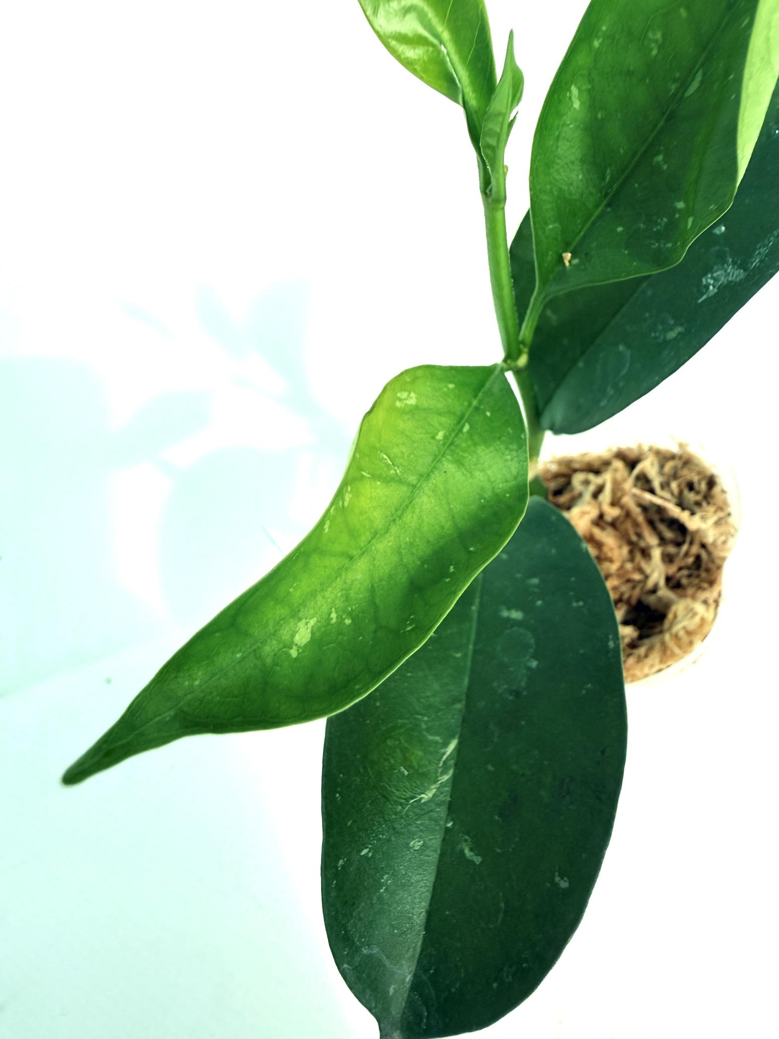 Hoya Solokensis