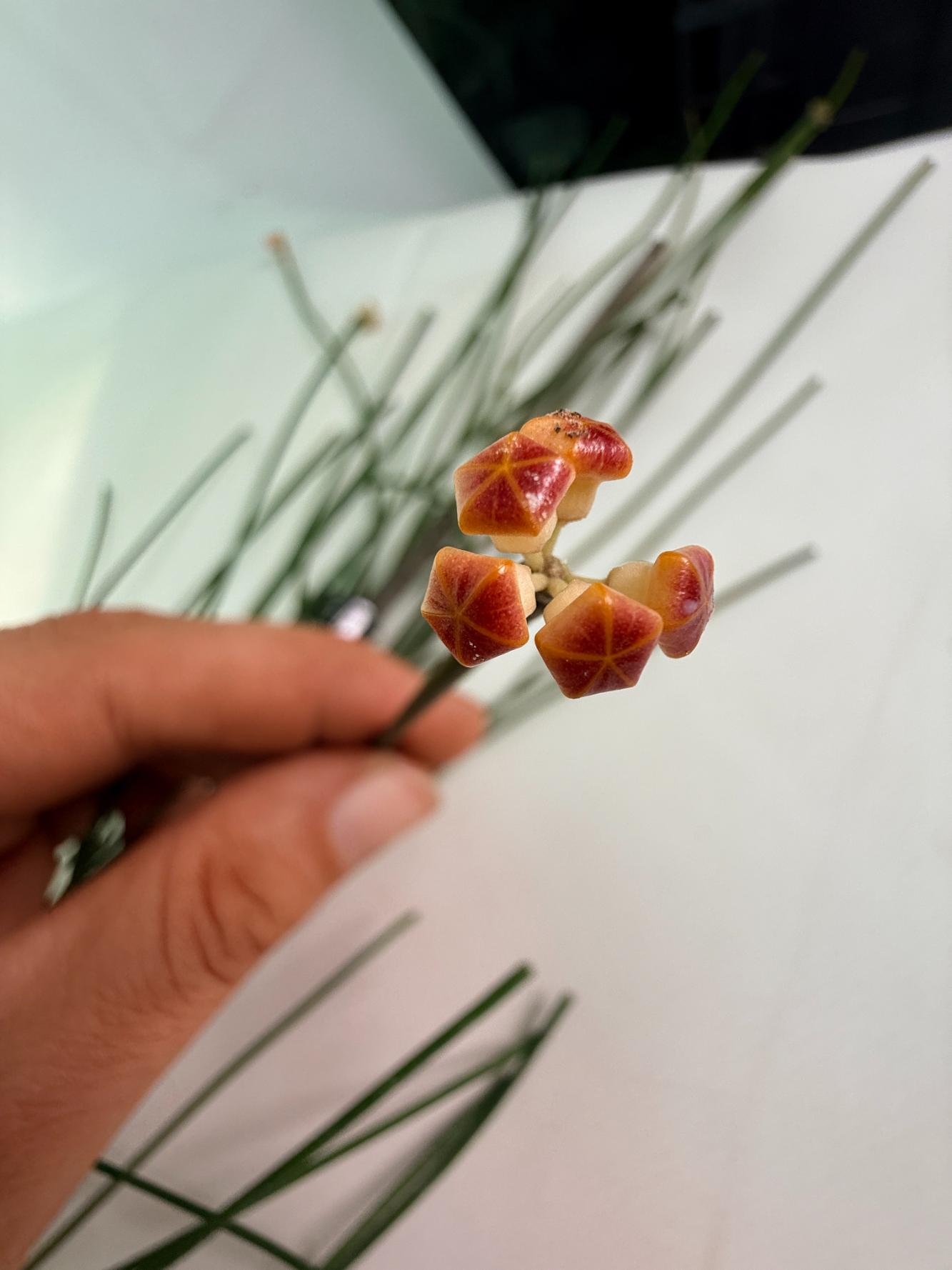 Hoya_Spartioides_with_FLOWERS_05