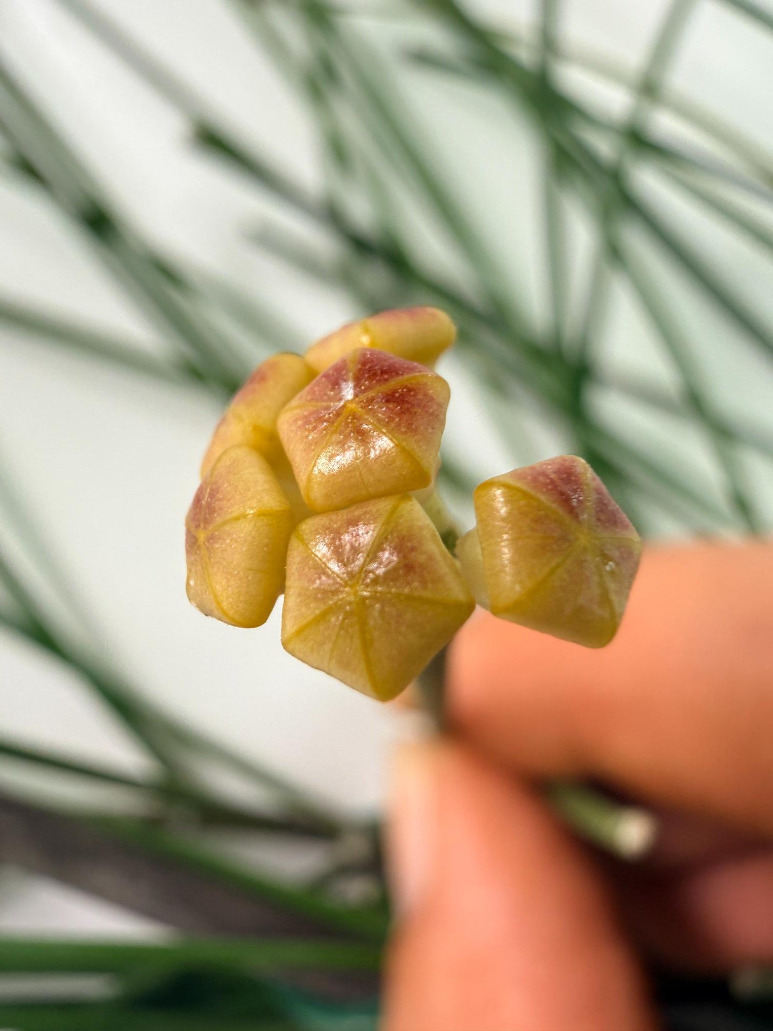 Hoya Spartioides with FLOWERS 05