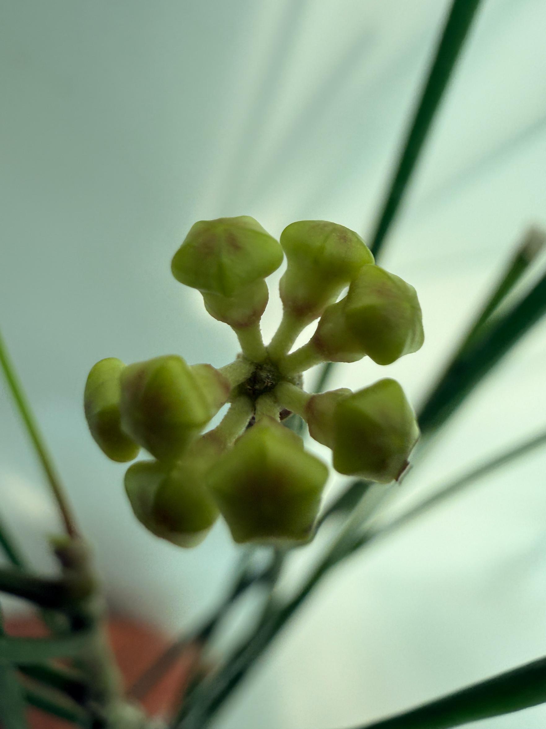 Hoya Spartioides XL with FLOWERS 2