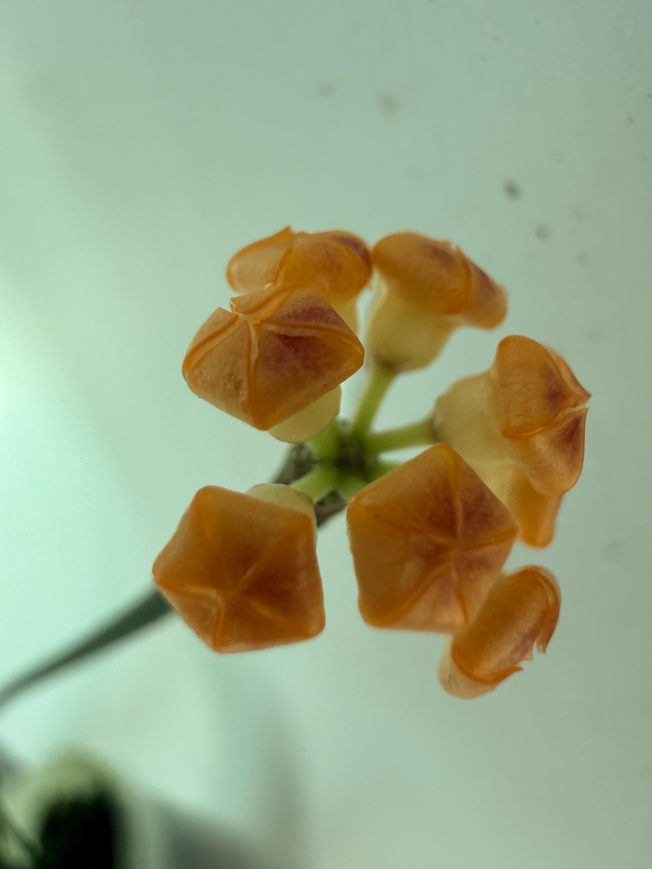 Hoya Spartioides XL with FLOWERS 2