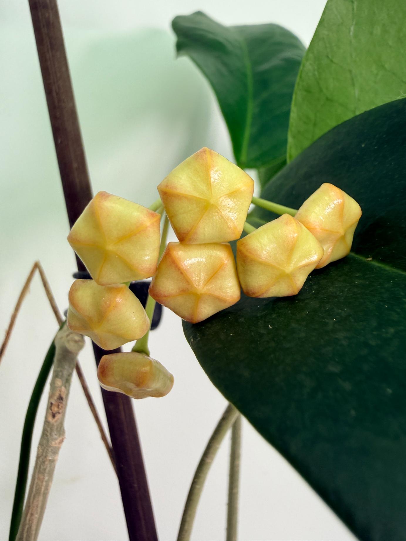 Hoya Subcalva 05