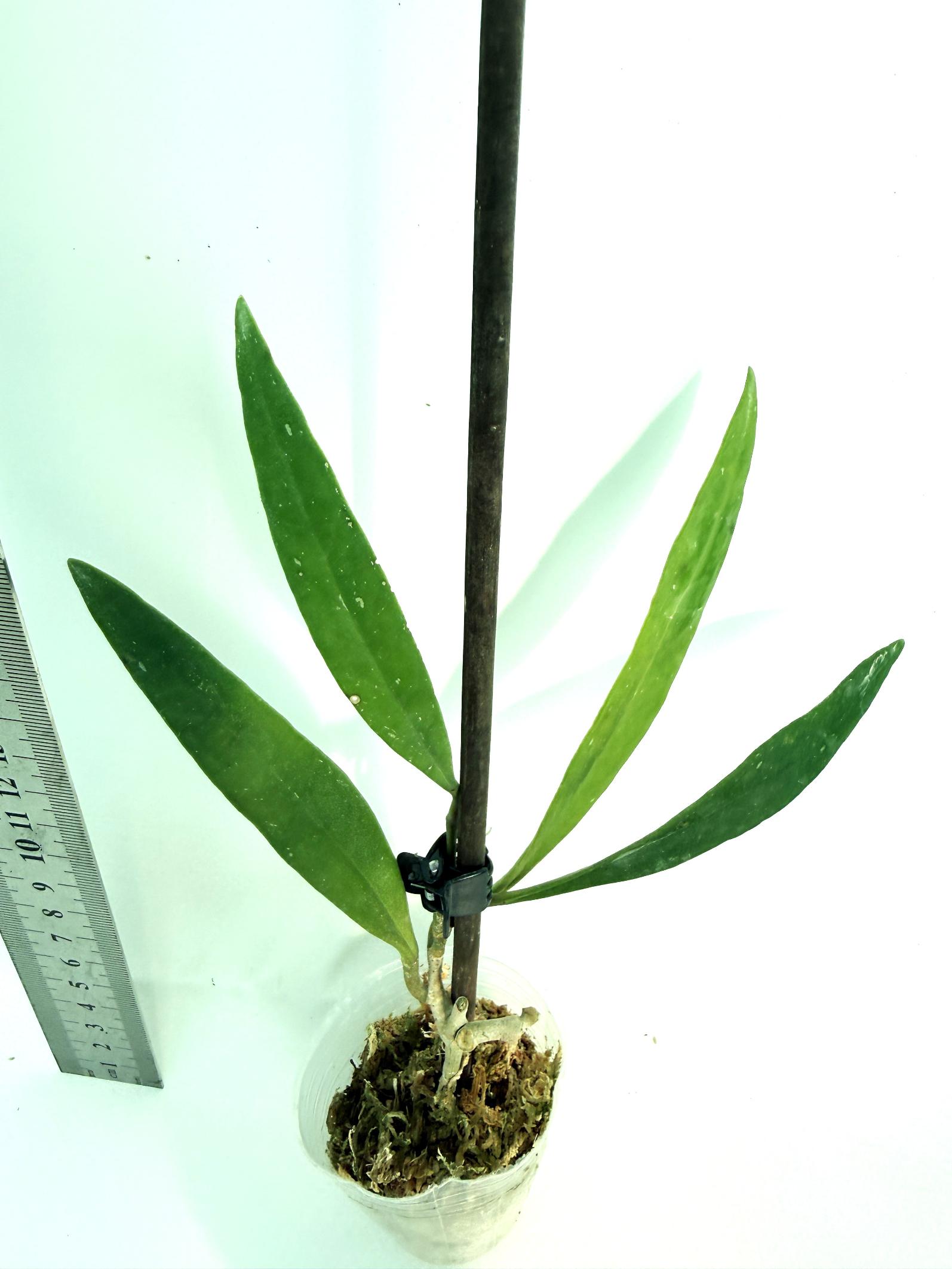 Hoya Sulawesiana
