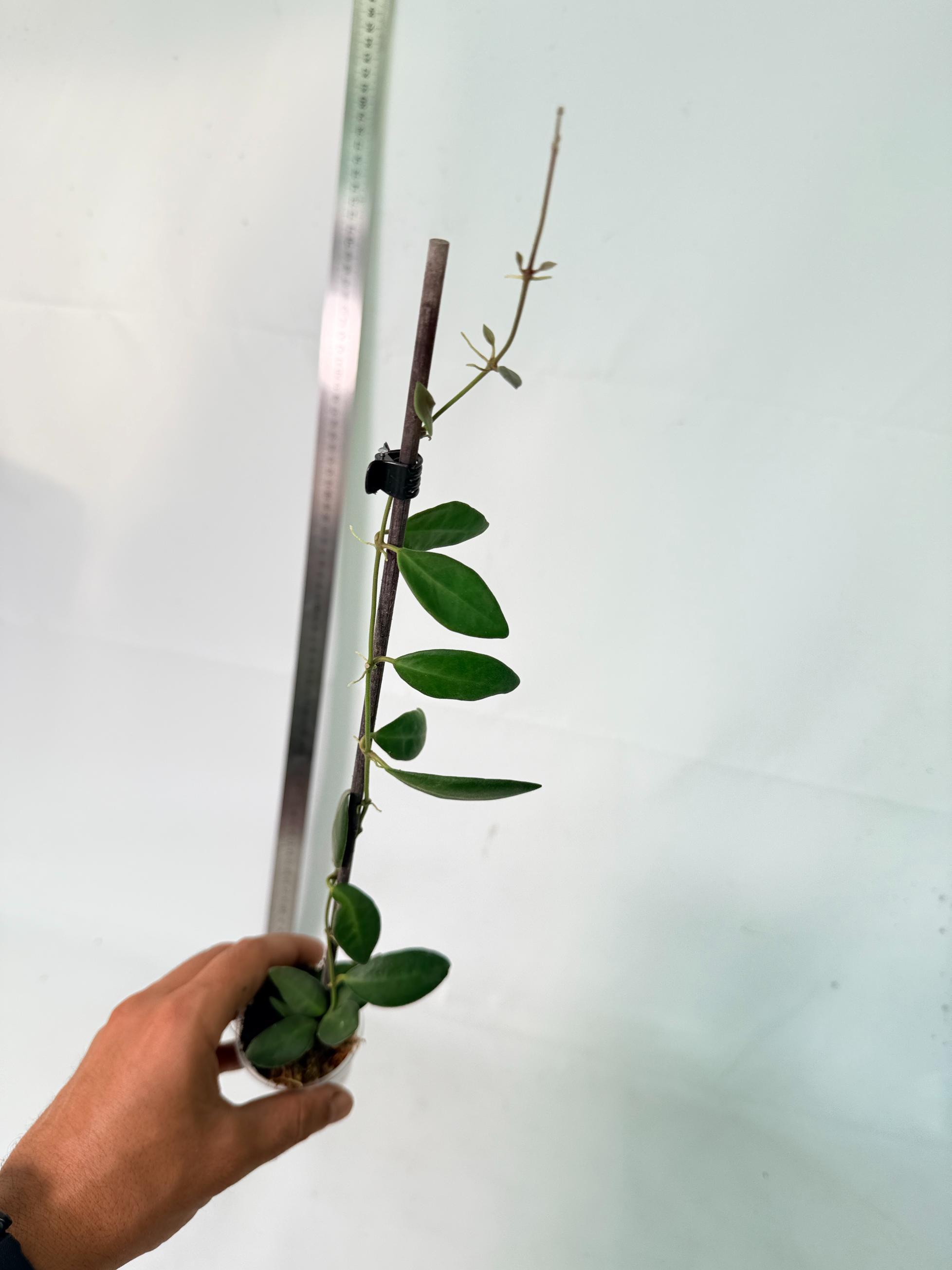 Hoya Tsangii 8