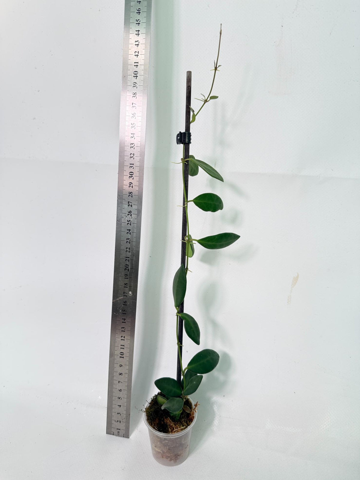 Hoya Tsangii 1