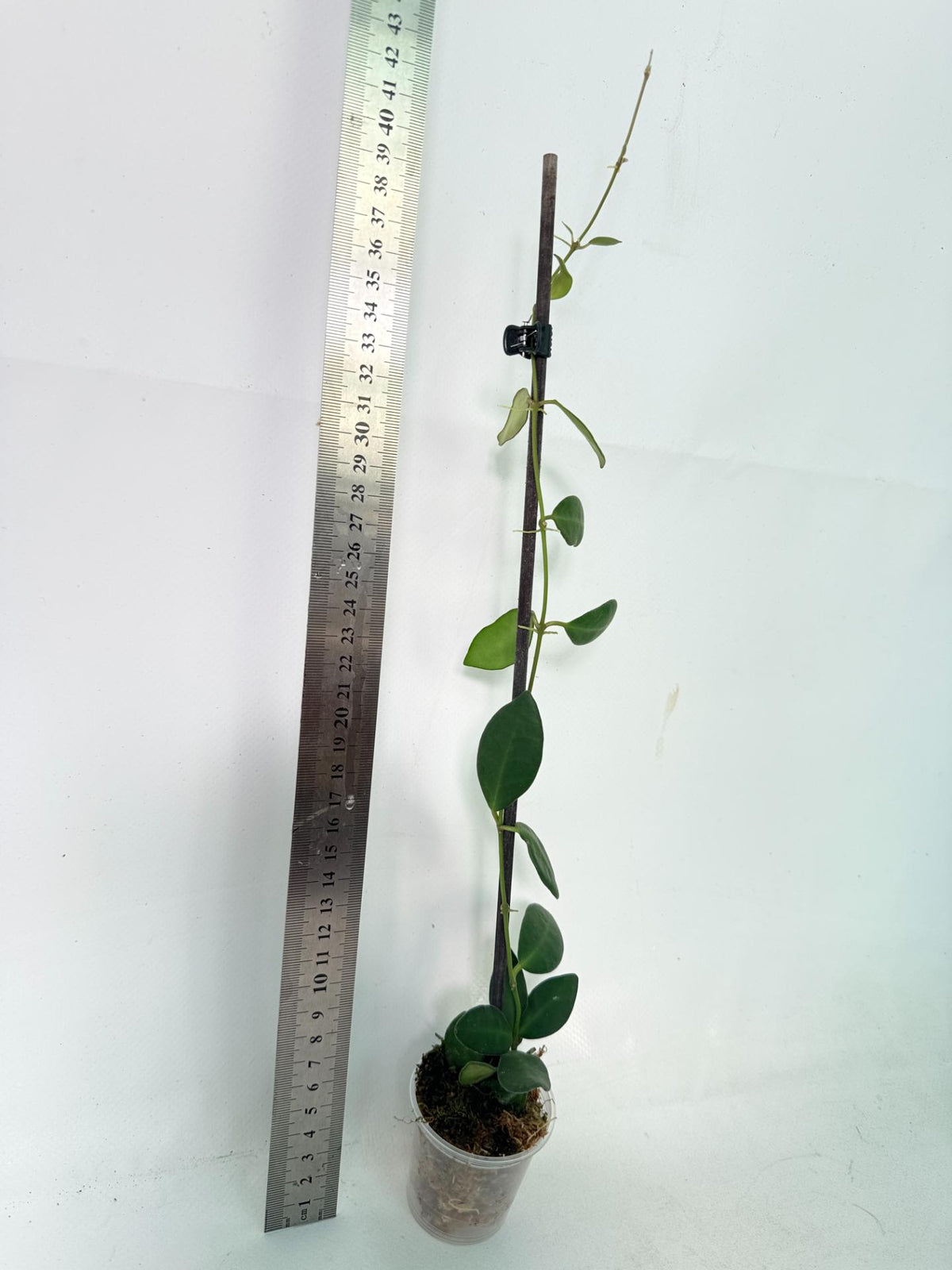 Hoya Tsangii 3