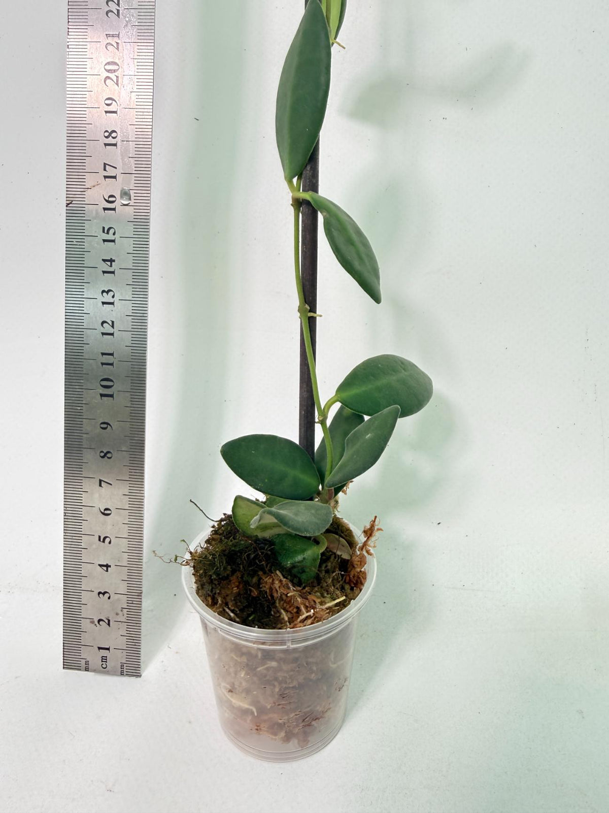 Hoya Tsangii 4