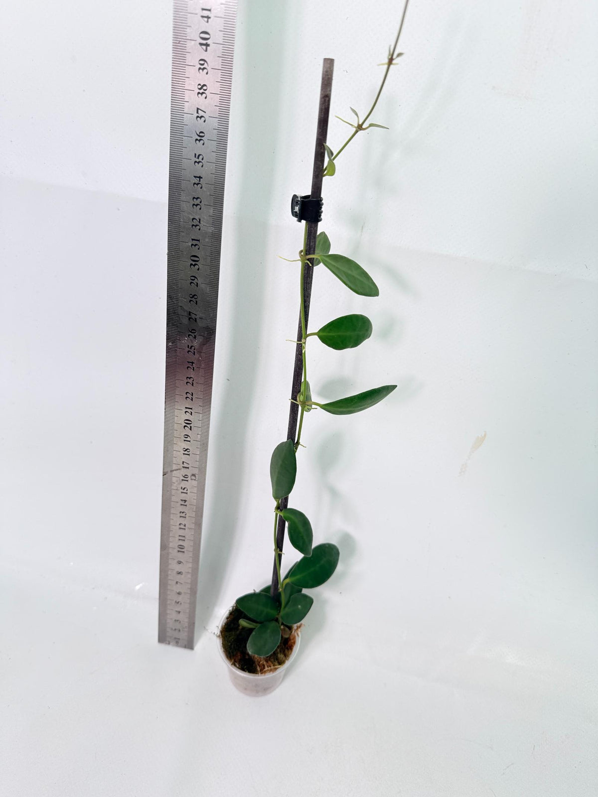 Hoya Tsangii 5