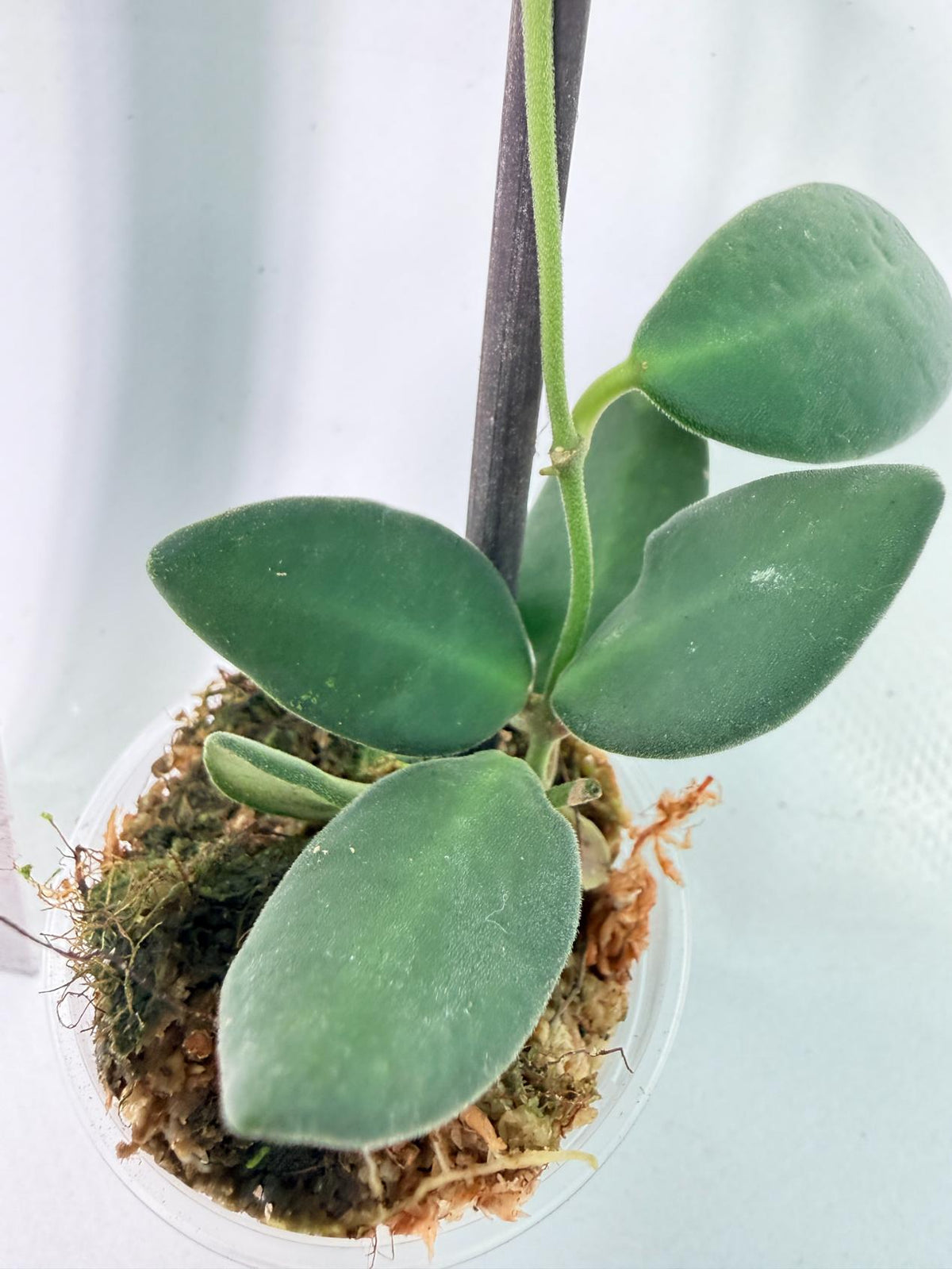 Hoya Tsangii 2