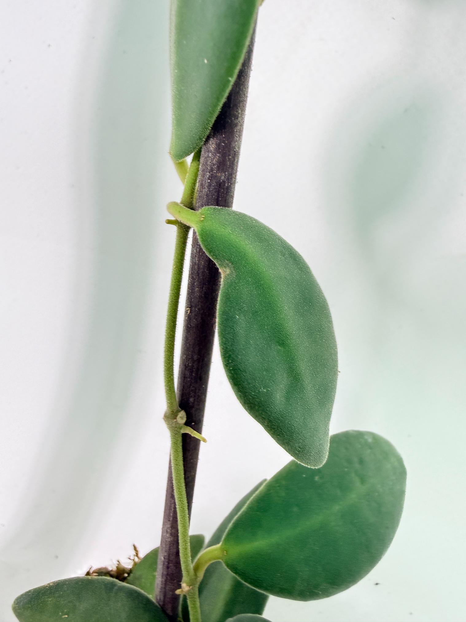 Hoya Tsangii 6