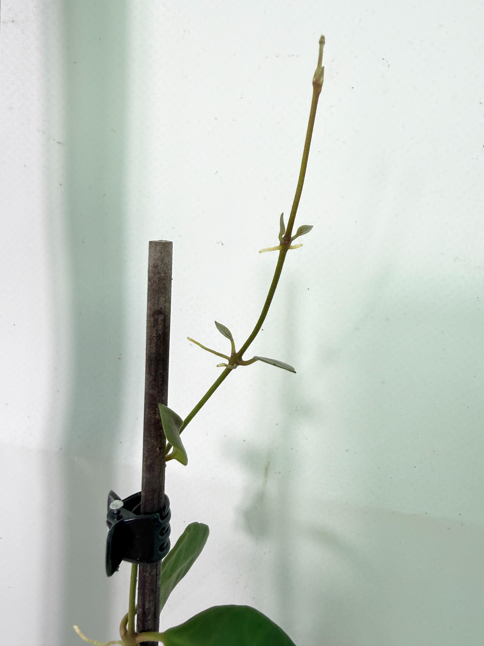 Hoya Tsangii 7