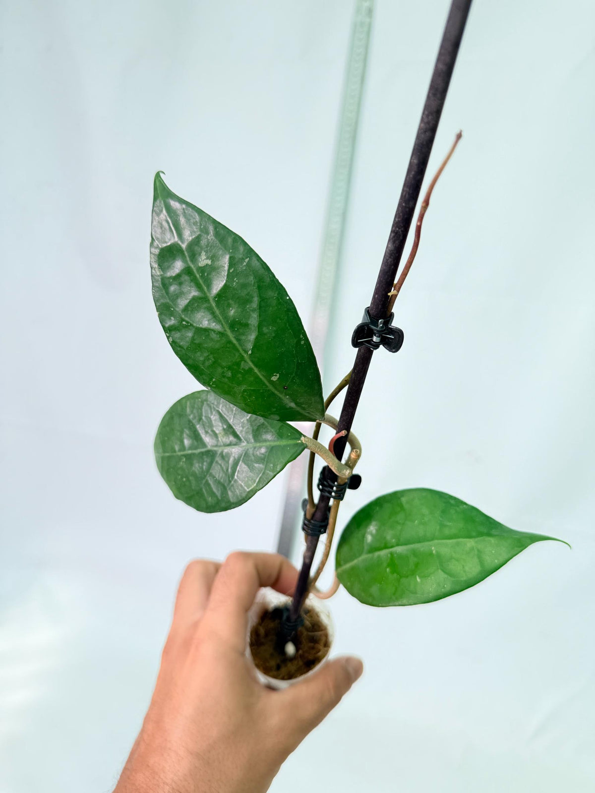 Hoya Verticillata sp Tanggamus 1