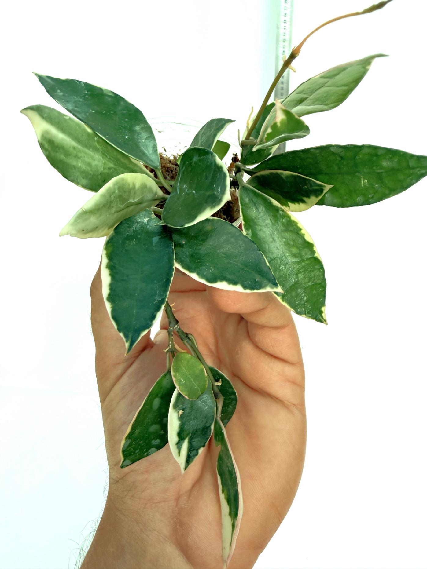 Hoya Lacunosa Asami 2