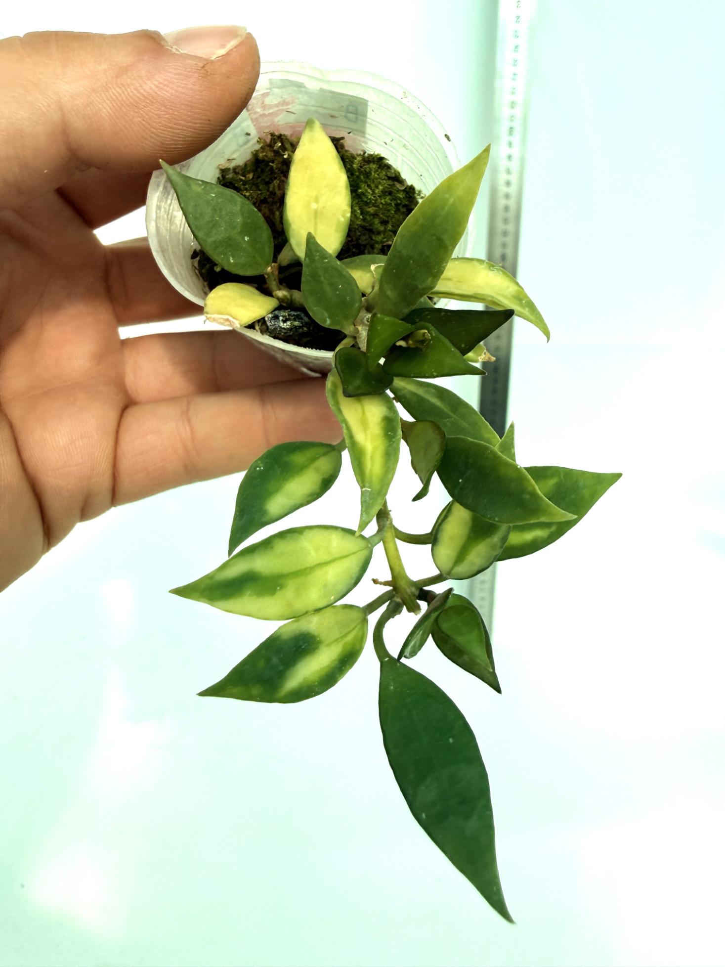 Hoya lacunosa Souma | Welovetropicalplants