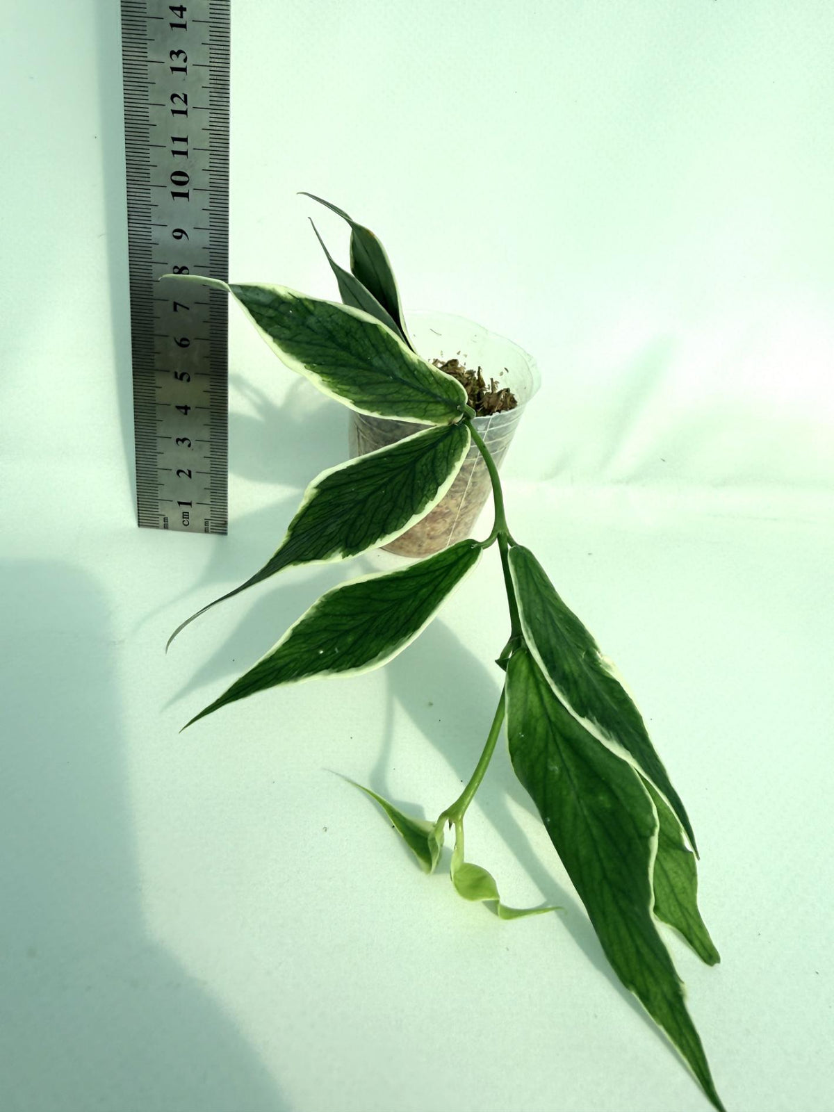 Hoya Polyneura Albomarginata 3