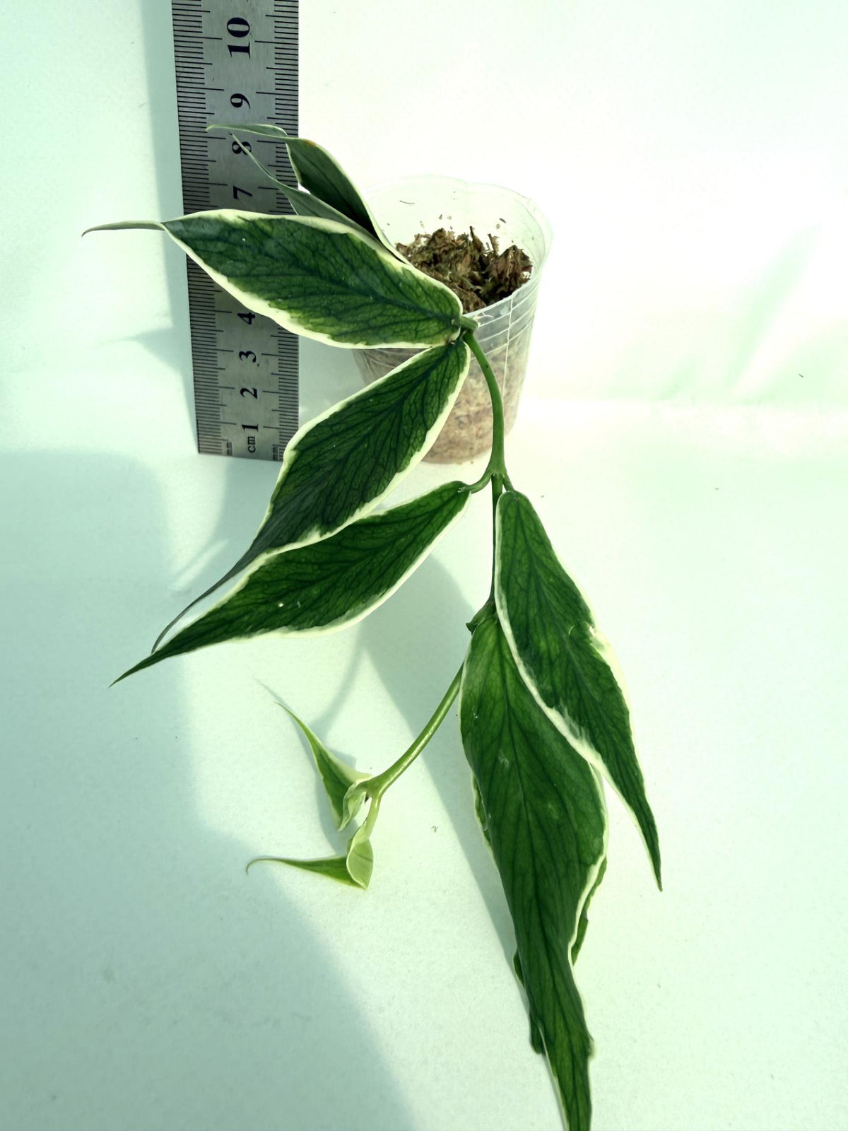 Hoya Polyneura Albomarginata 4