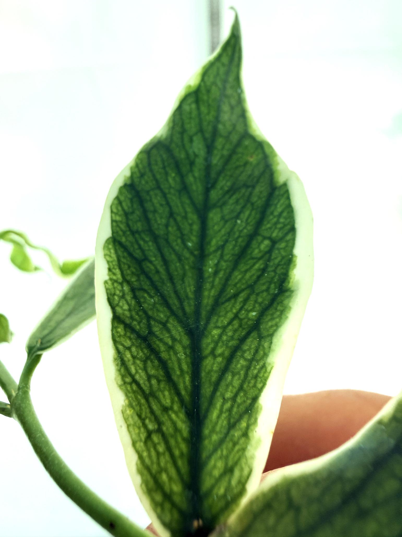 Hoya Polyneura Albomarginata 8