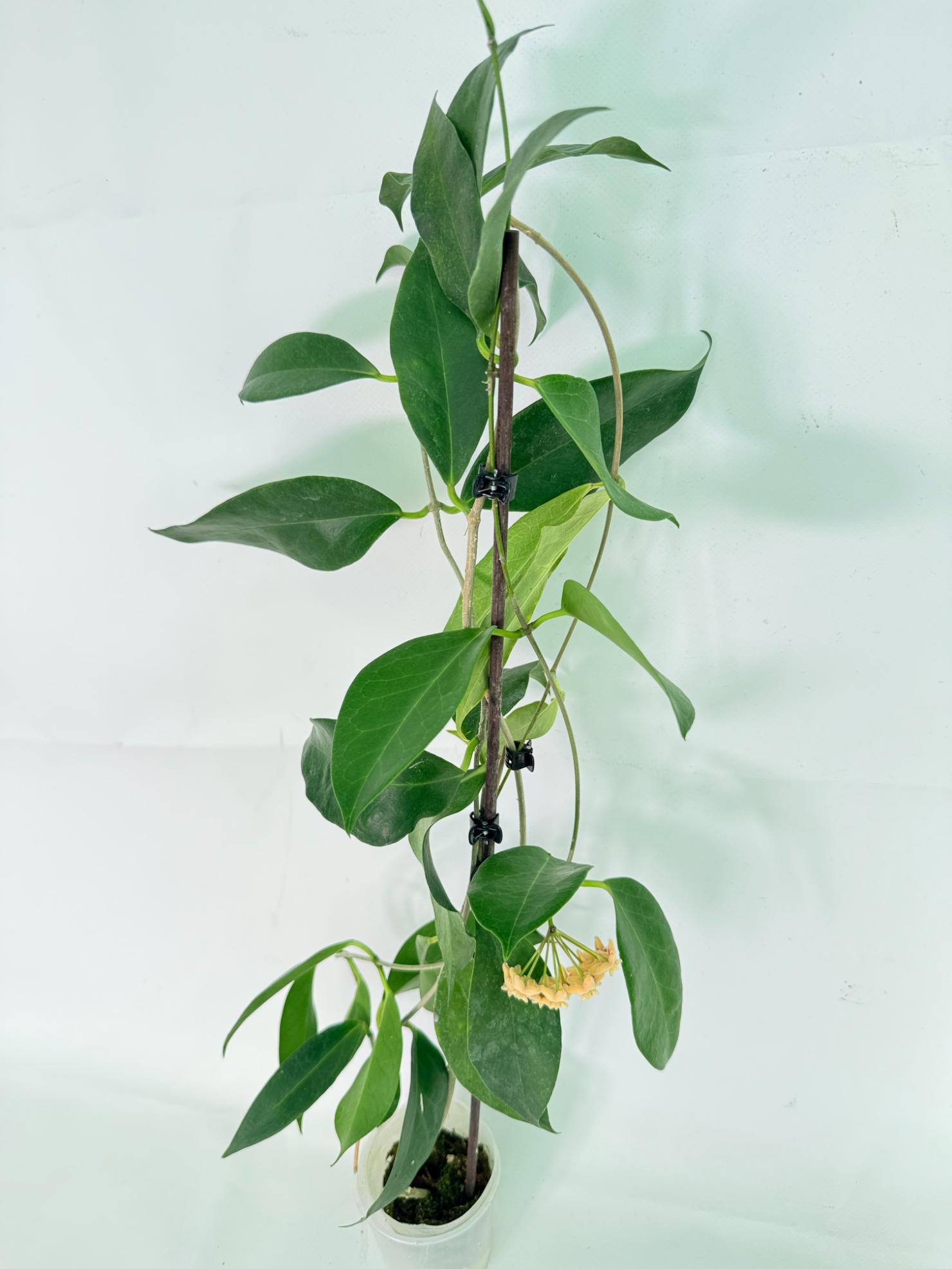 Hoya sp. 'ut 030' XL 02